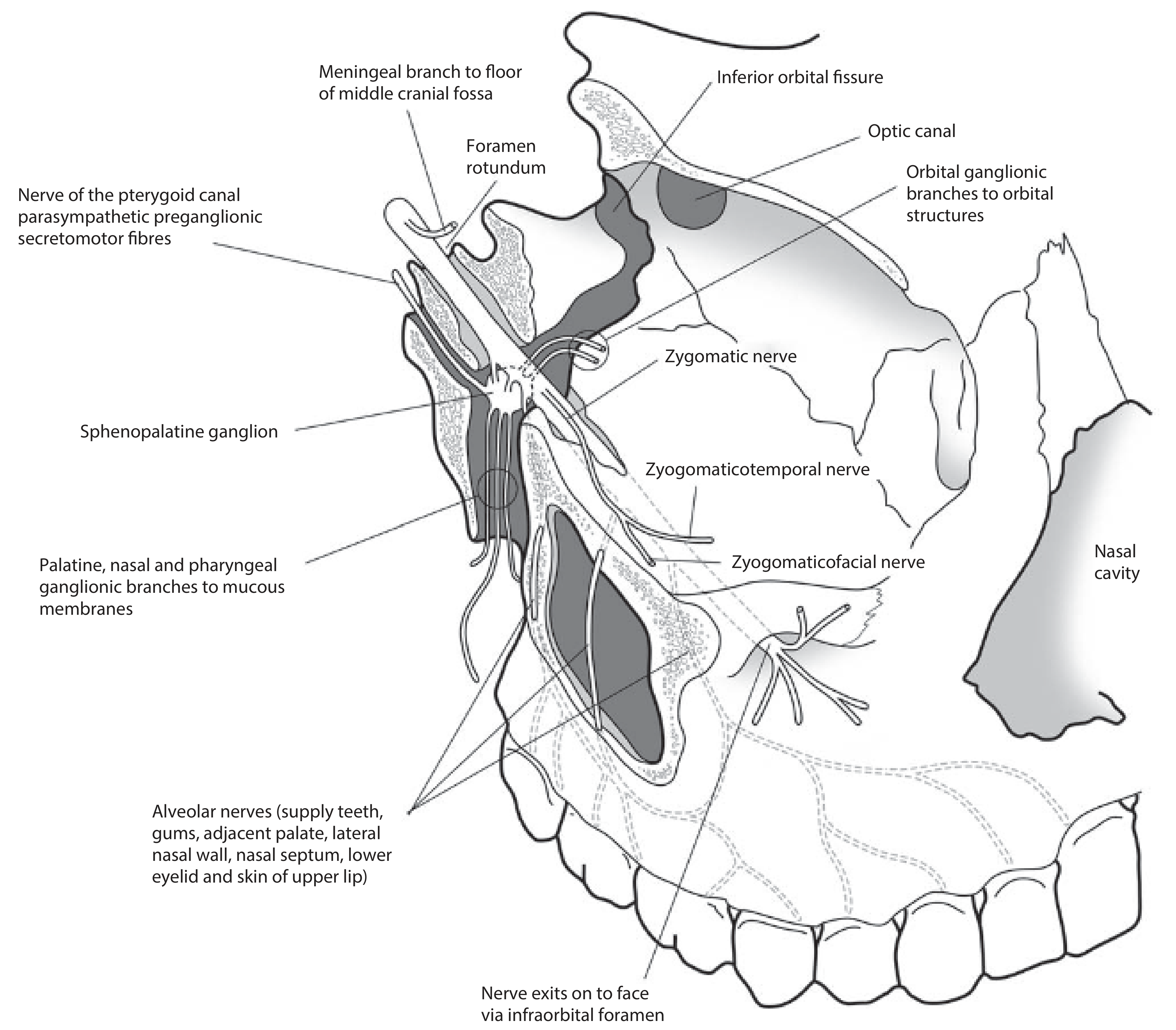Diagram showing the maxillary nerve (V2) and its branches including the zygomatic nerve, alveolar nerves, and sphenopalatine ganglion connections