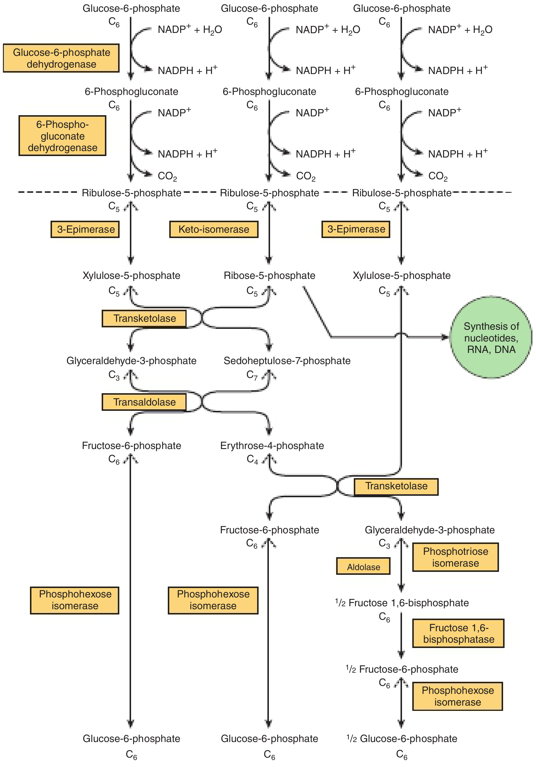 HMP Shunt full cycle - Harper's Biochemistry