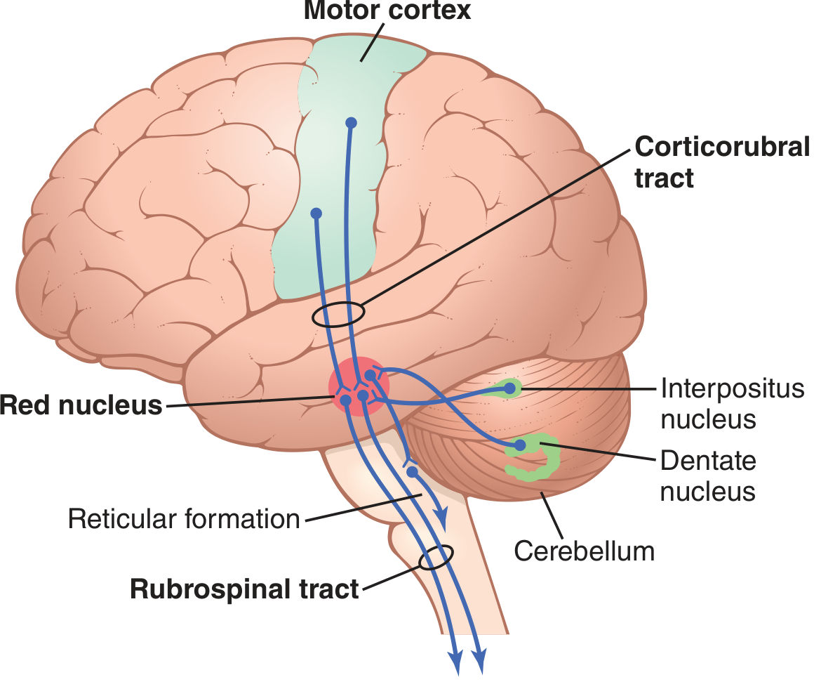Corticorubrospinal pathway showing motor cortex to red nucleus to rubrospinal tract, with cerebellar connections
