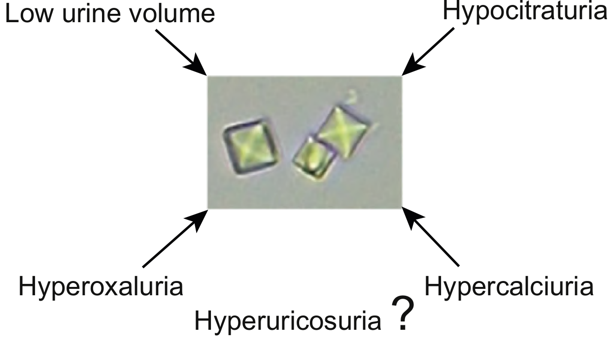 Urinary risk factors for calcium oxalate stone formation
