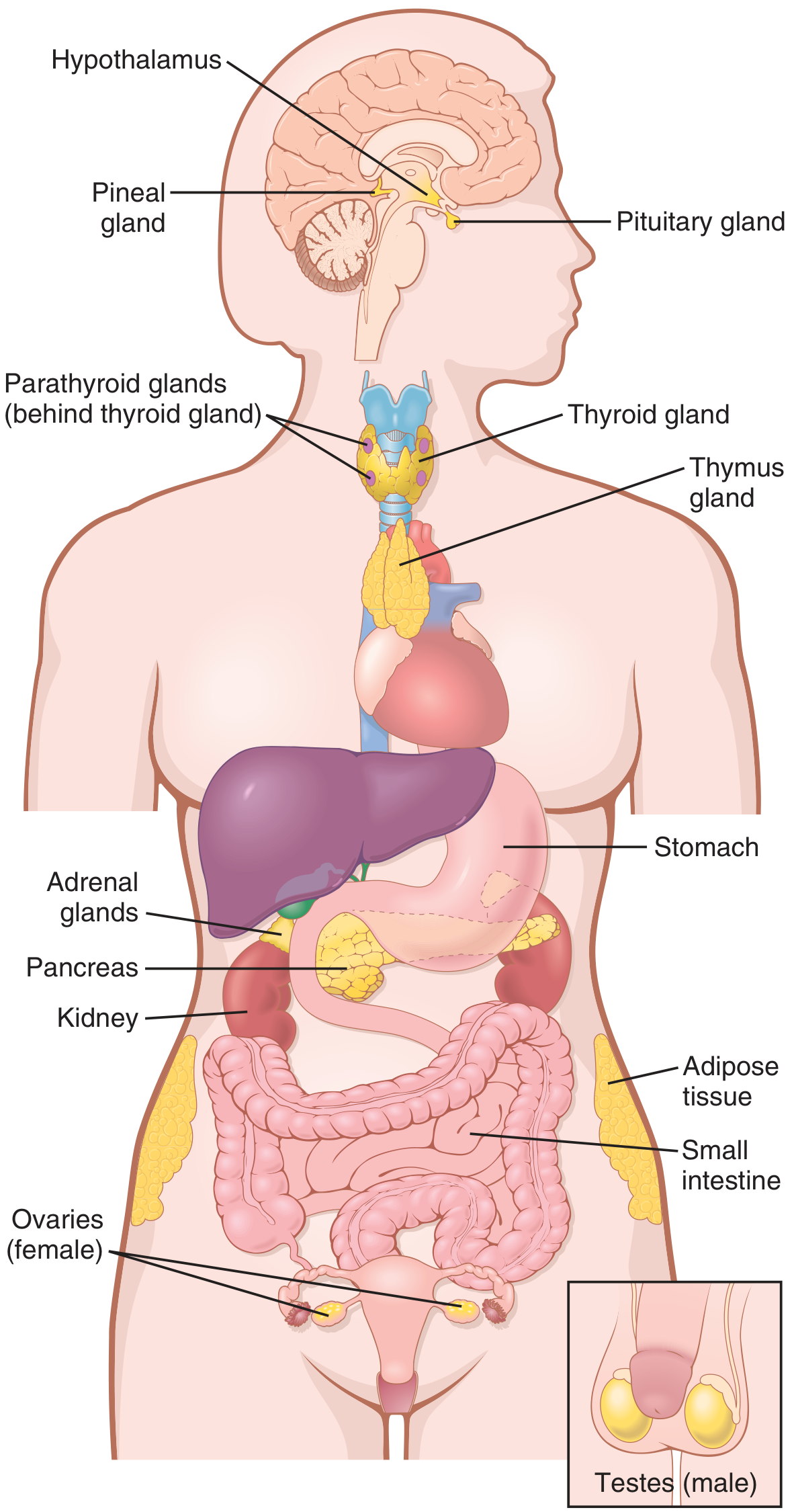 All endocrine glands of human body showing Hypothalamus, Pituitary, Pineal, Thyroid, Parathyroid, Thymus, Adrenal, Pancreas, Gonads