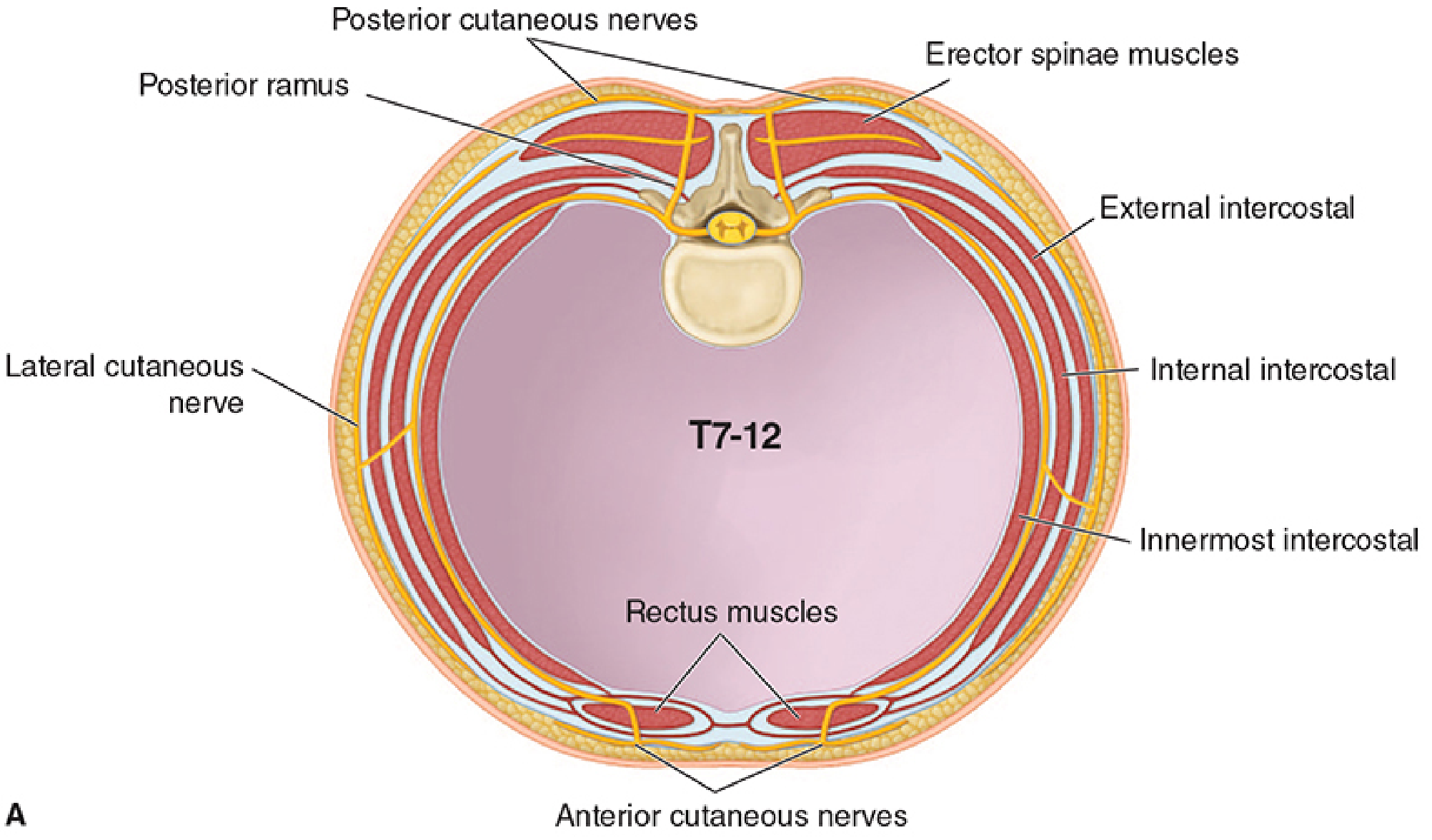 T7-12 intercostal nerve cross-sectional anatomy showing posterior cutaneous nerves, lateral cutaneous nerve, internal/external/innermost intercostal layers, and anterior cutaneous nerves at rectus muscles