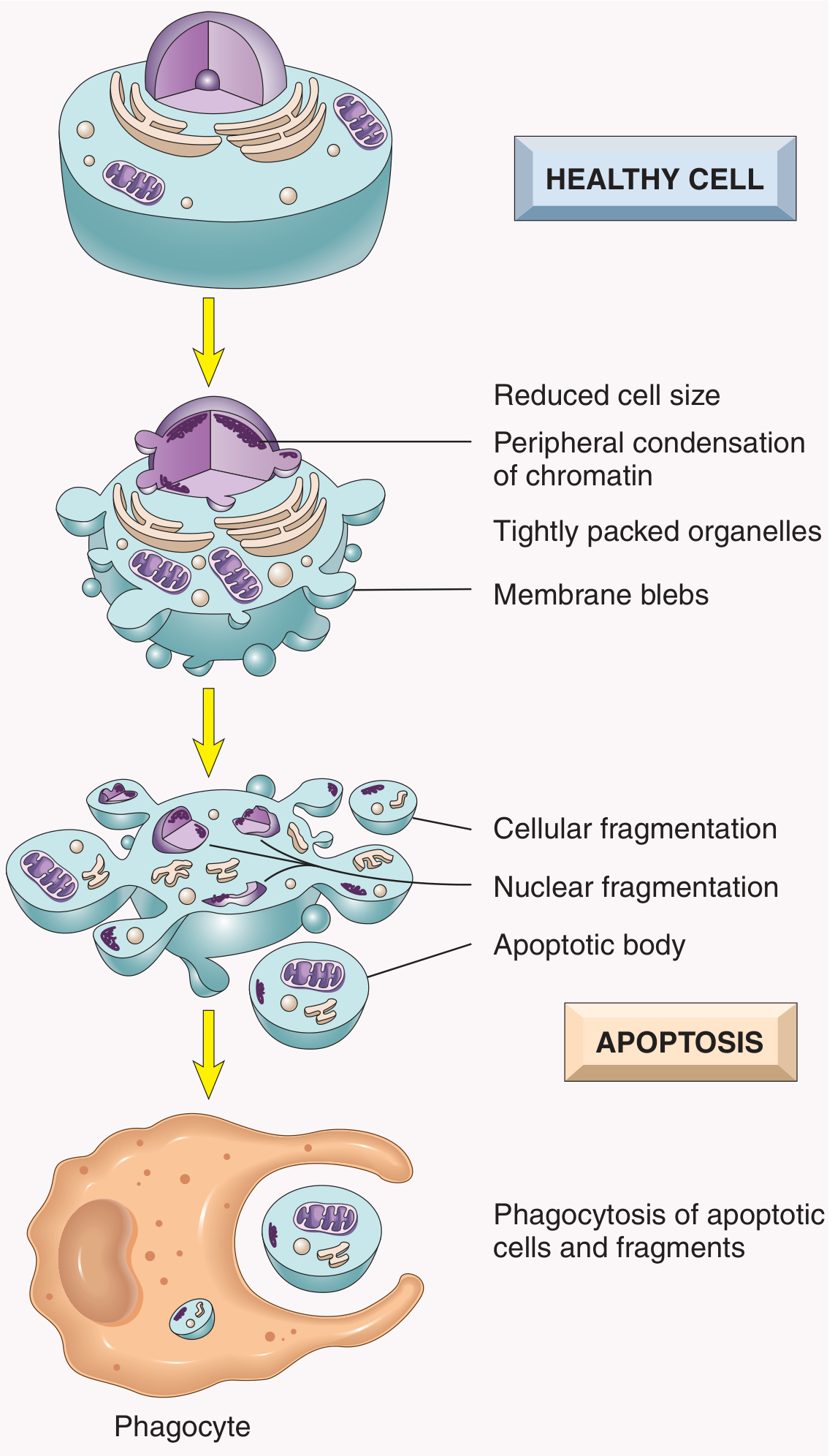 Apoptosis cellular changes diagram