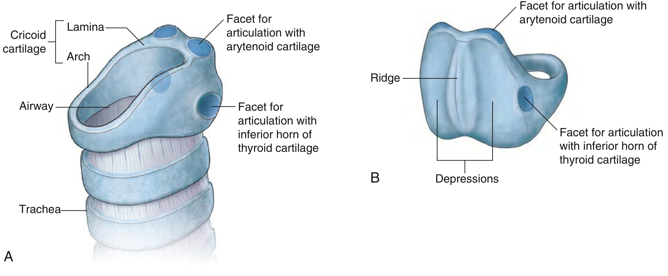 Cricoid cartilage - anterolateral and posterior views