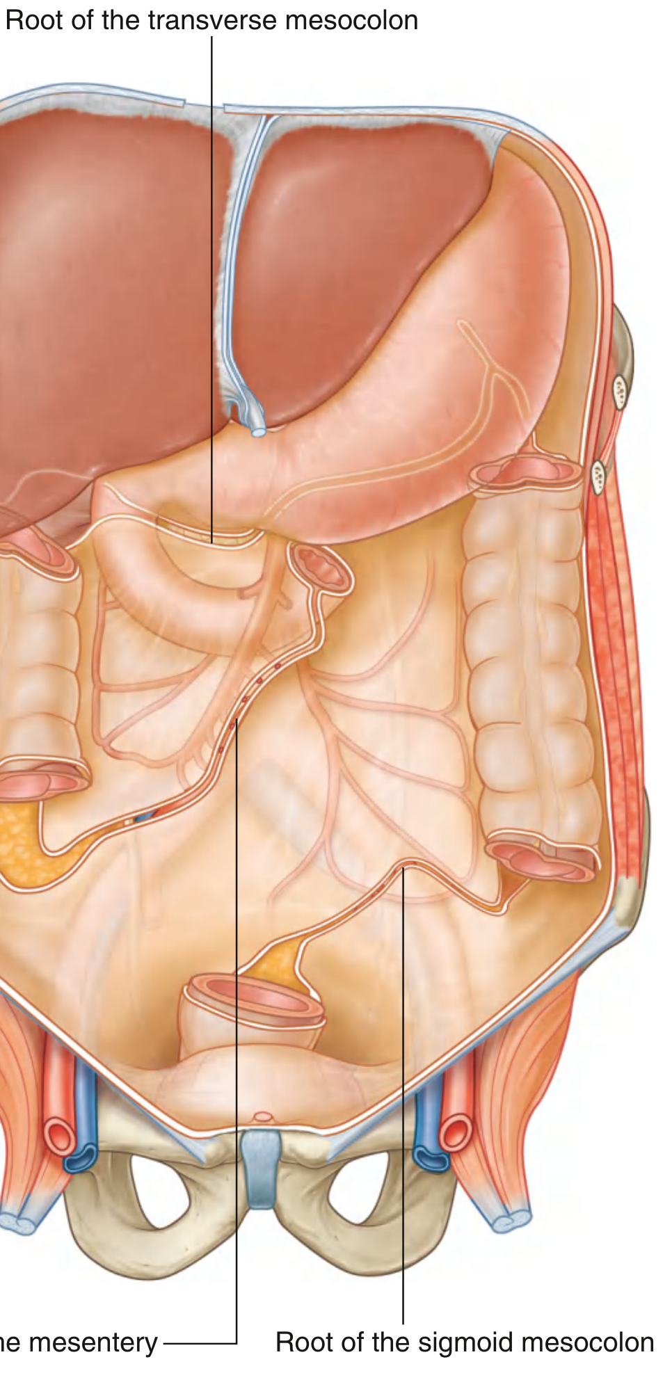 Root of sigmoid mesocolon on posterior abdominal wall