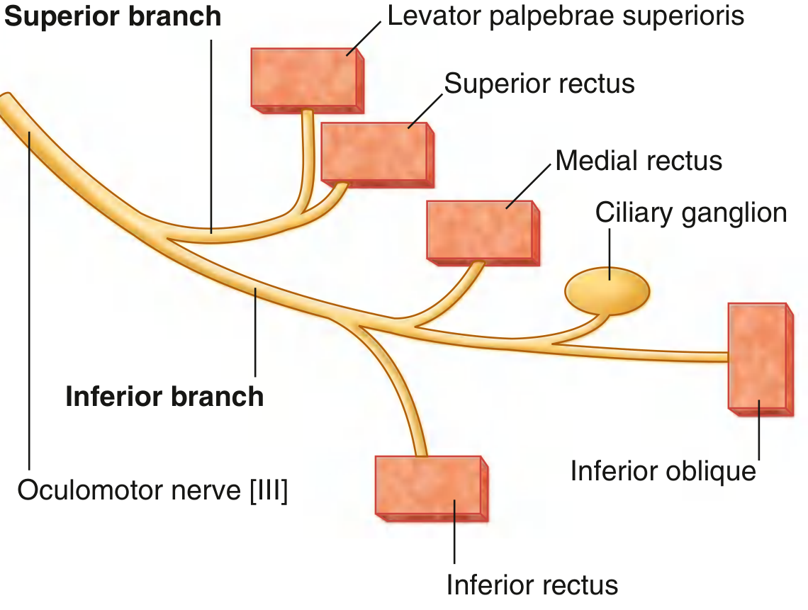 Oculomotor nerve and its divisions in the orbit