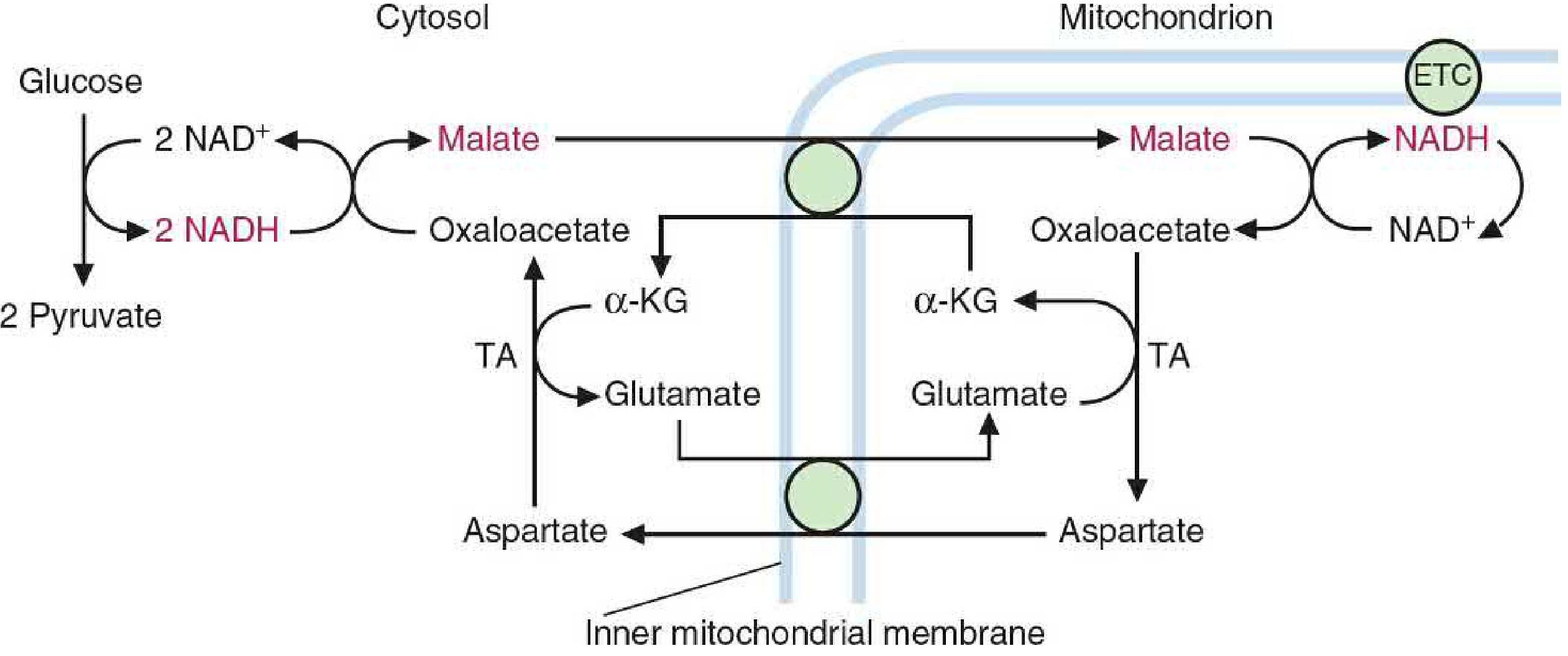 Malate-aspartate shuttle diagram