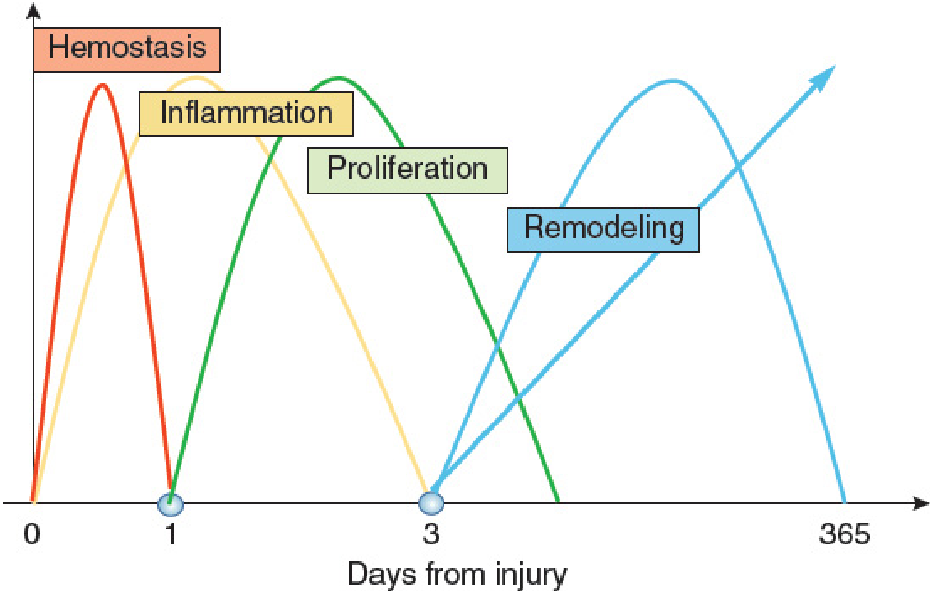 Four phases of wound healing over time