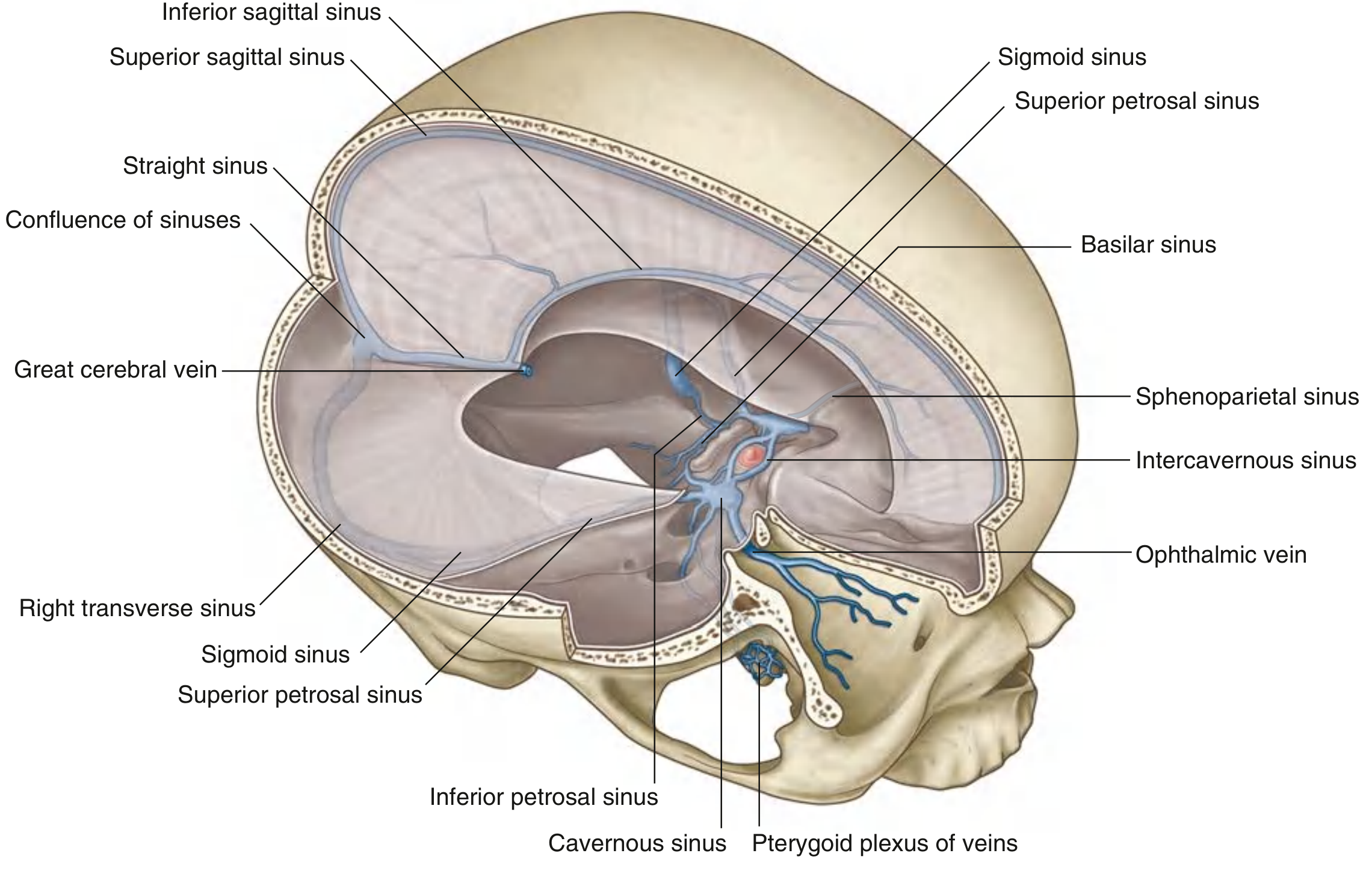 Sagittal view of all dural venous sinuses