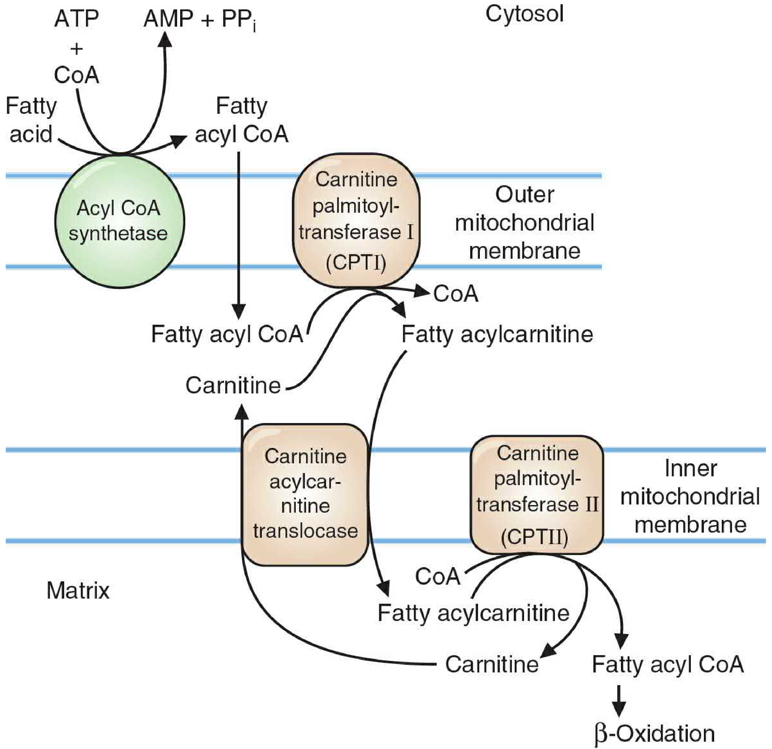 Carnitine shuttle - CPT I on outer membrane transfers acyl group to carnitine, translocase carries it across, CPT II on inner membrane reconverts to acyl CoA in matrix
