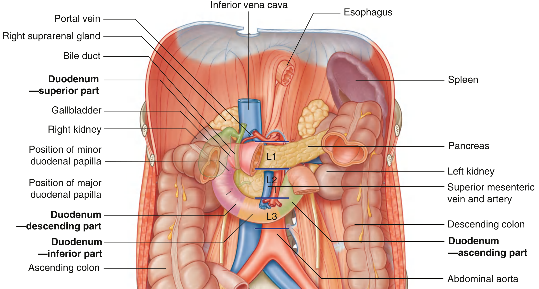 Duodenum - all four parts with vertebral levels and key relations