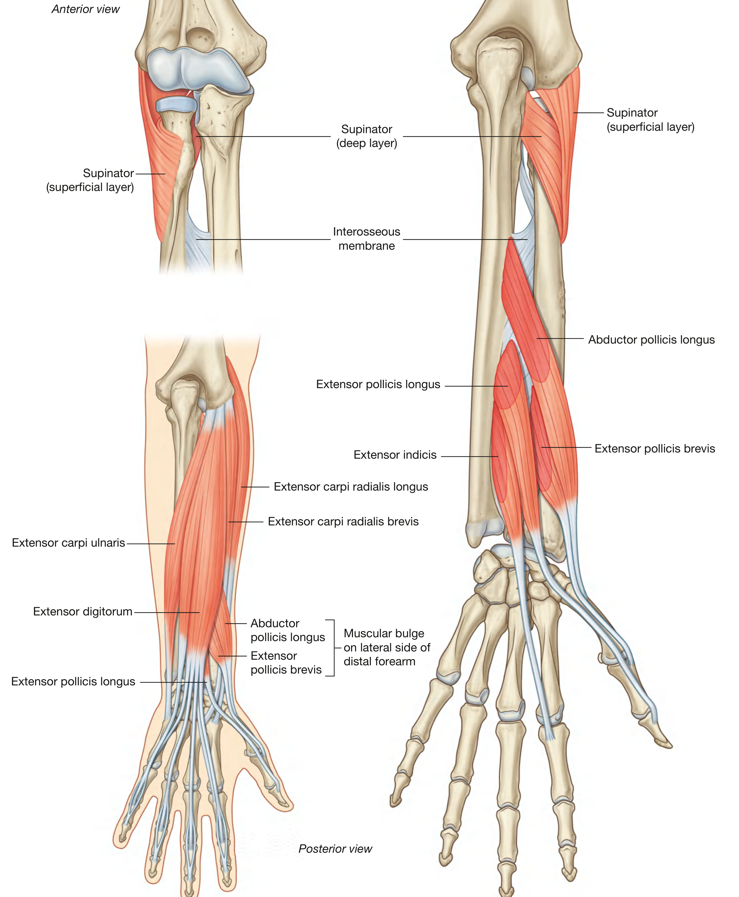 Deep Layer of Posterior Compartment of Forearm