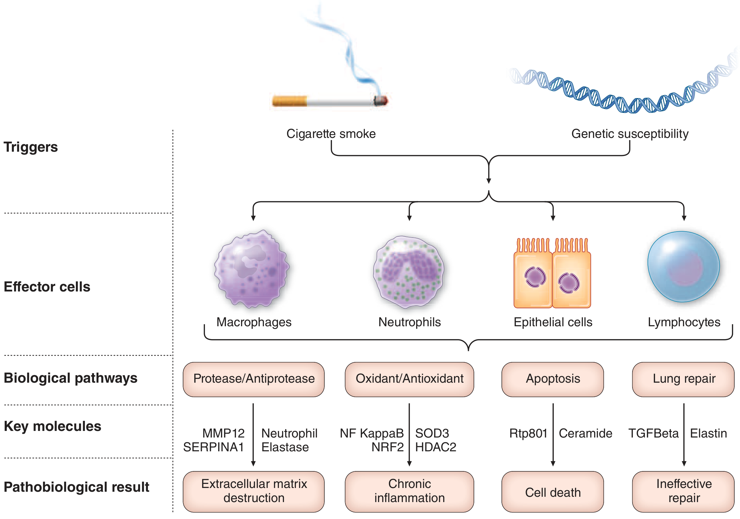 Pathogenesis of emphysema - triggers, effector cells, biological pathways, key molecules and pathobiological results