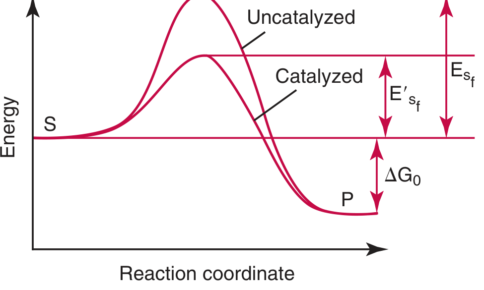 Activation energy barrier with and without enzyme catalysis - the enzyme (catalyzed curve) significantly lowers the energy barrier compared to the uncatalyzed reaction