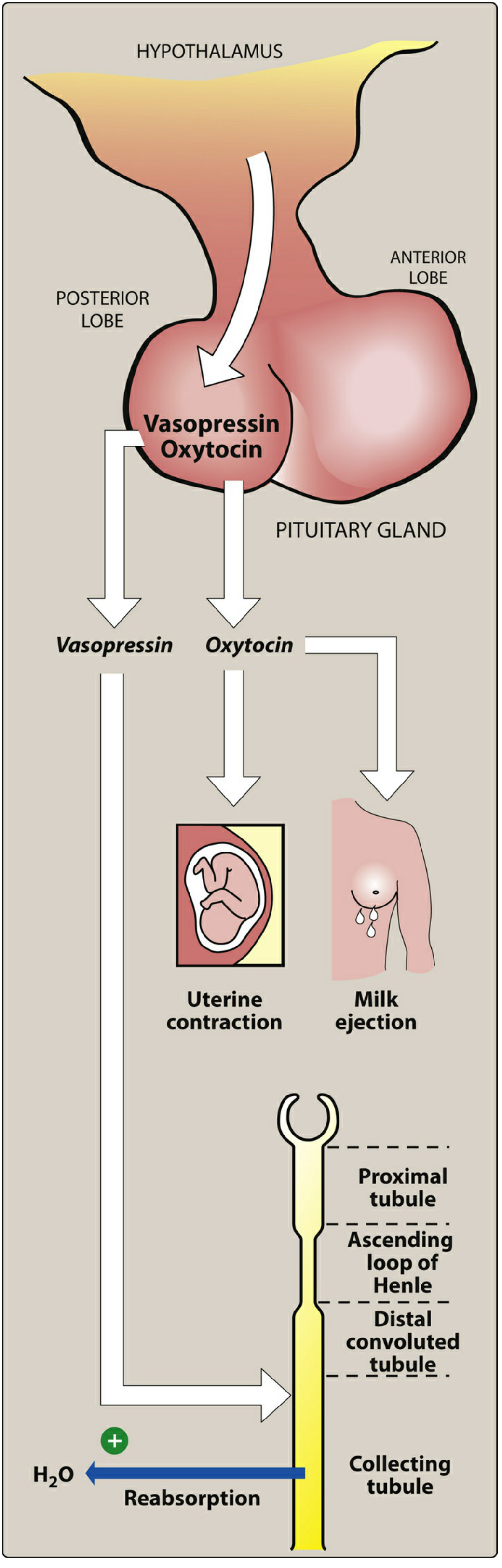 Figure 23.7 - Vasopressin acts on the collecting tubule of the kidney to promote water reabsorption (V2 receptor); Oxytocin acts on uterus and mammary gland
