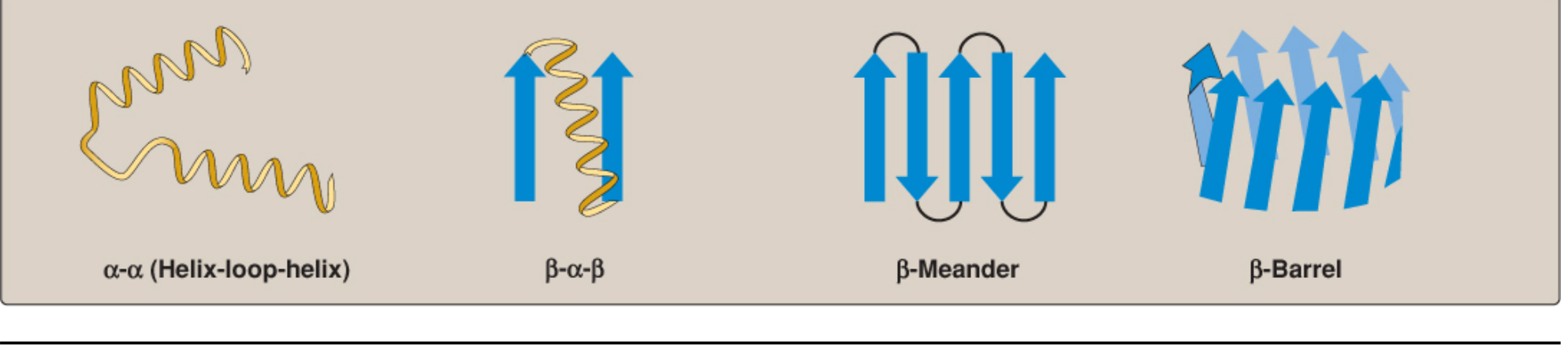 Common structural motifs: α-α helix-loop-helix, β-α-β, β-Meander, β-Barrel