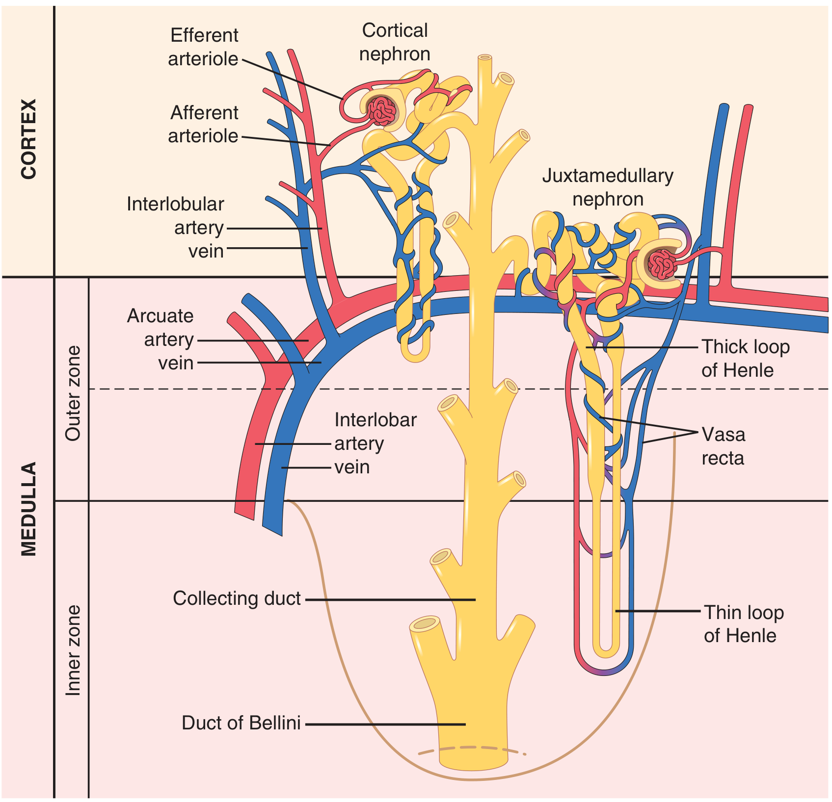 Nephron anatomy and blood supply - Guyton & Hall
