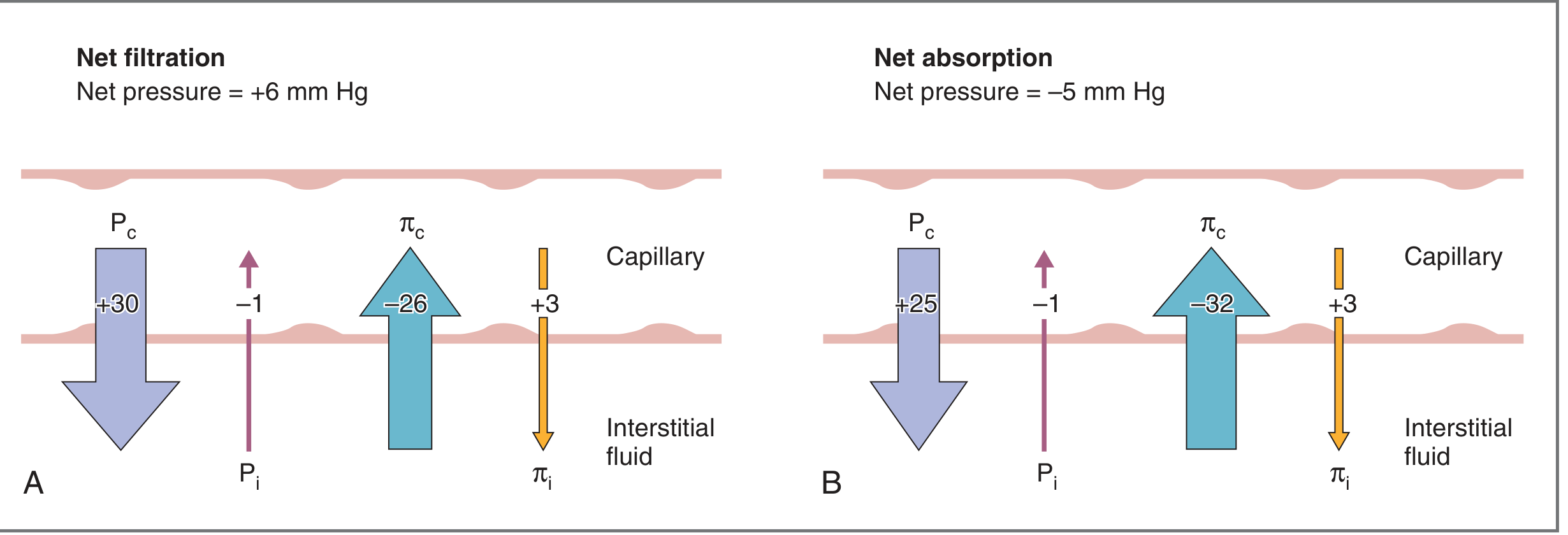 Starling Equation diagram from Costanzo - A shows net filtration (+6 mmHg), B shows net absorption (-5 mmHg)