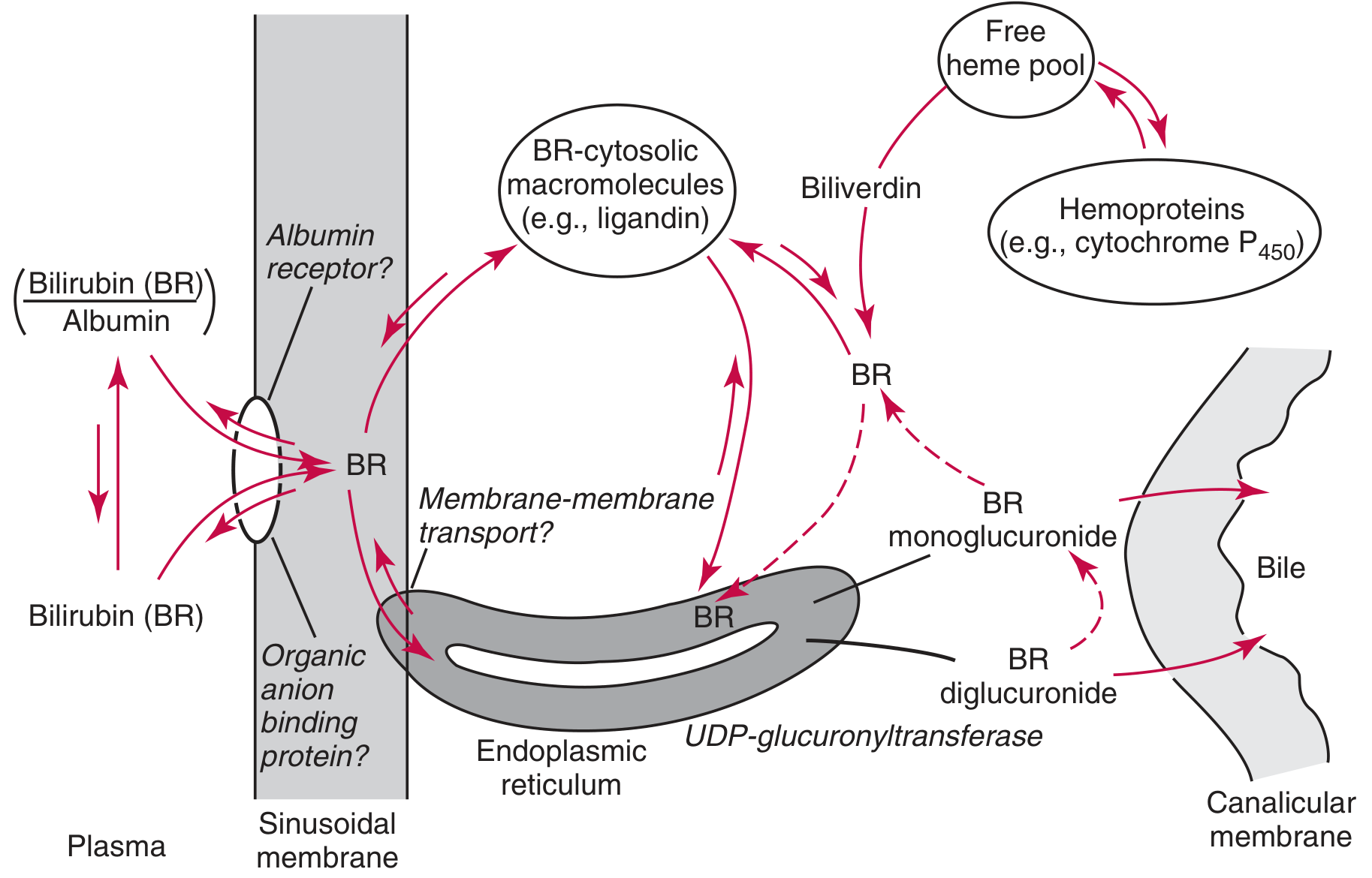 Bilirubin uptake, metabolism, and transport in the hepatocyte
