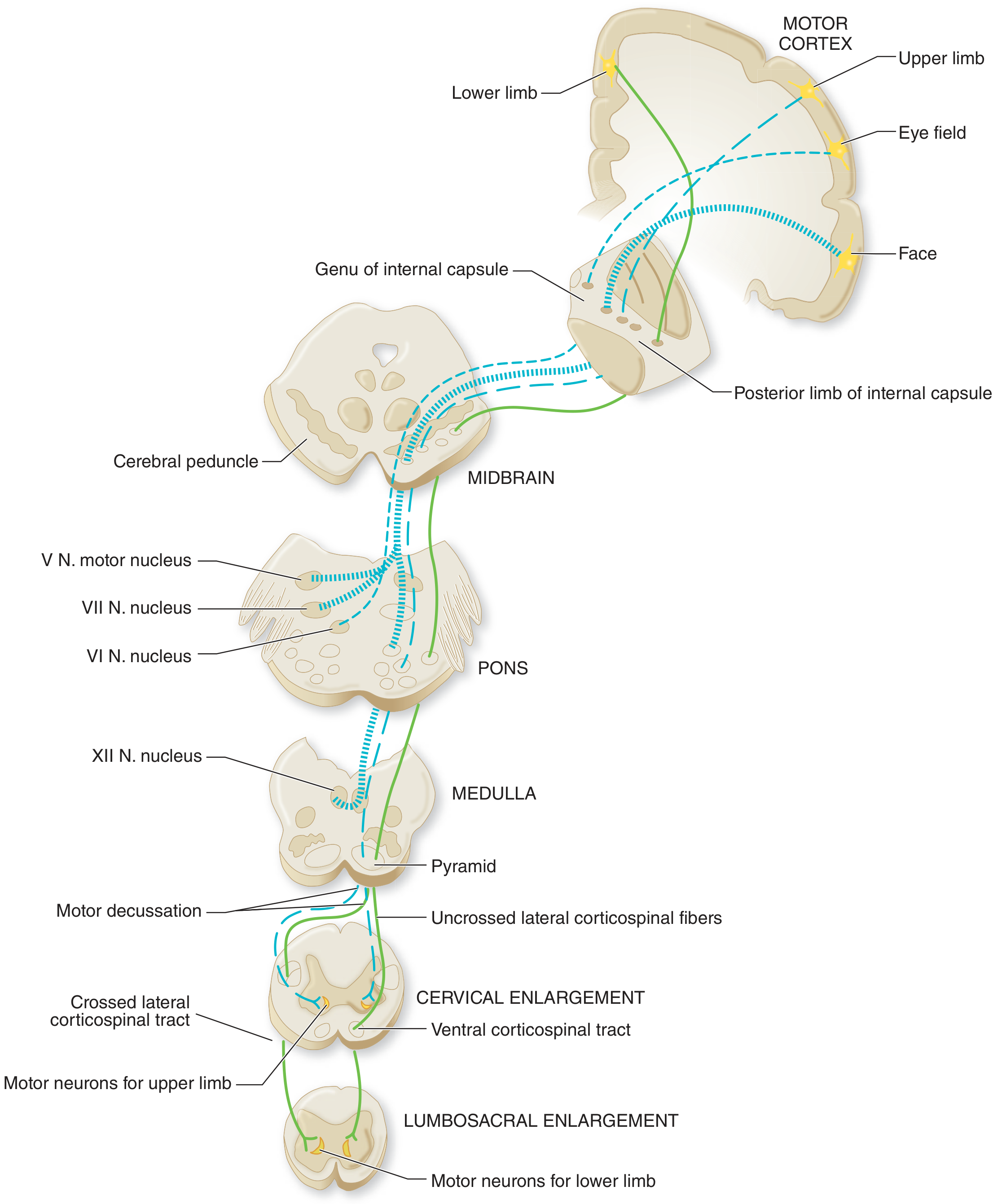 Corticospinal and corticobulbar tract course from motor cortex through internal capsule, cerebral peduncle, pons, medulla, decussation, and down to cervical and lumbosacral enlargements