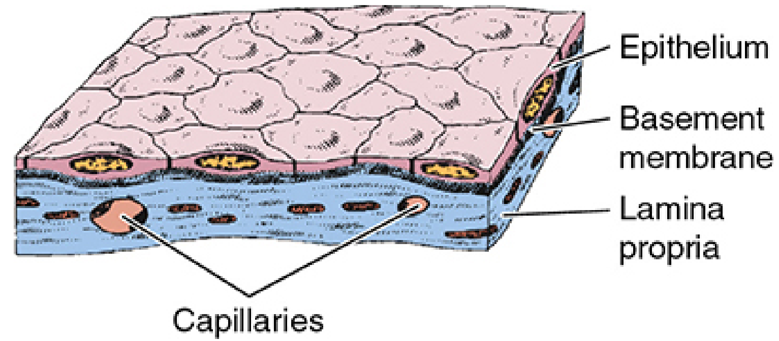 Simple squamous epithelium 3D diagram showing flat tile-like cells, basement membrane, lamina propria and capillaries