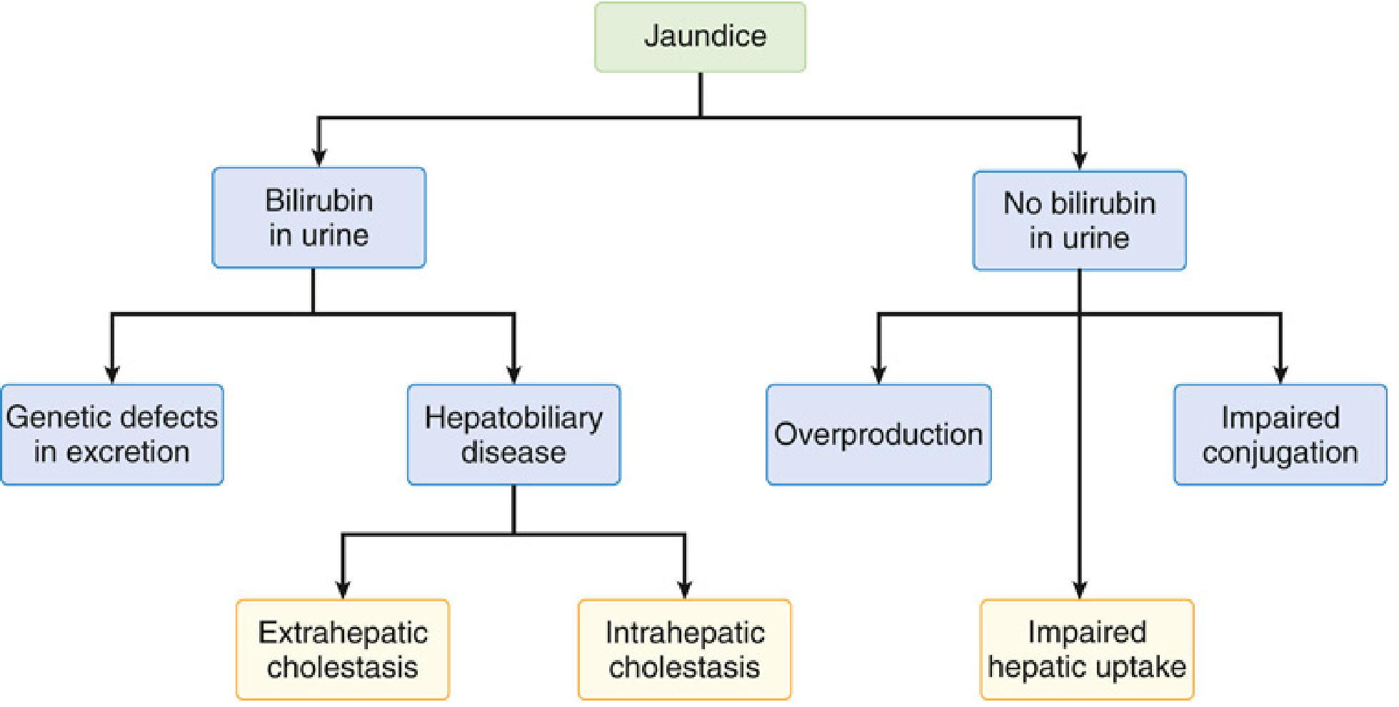 Jaundice differential by urine bilirubin