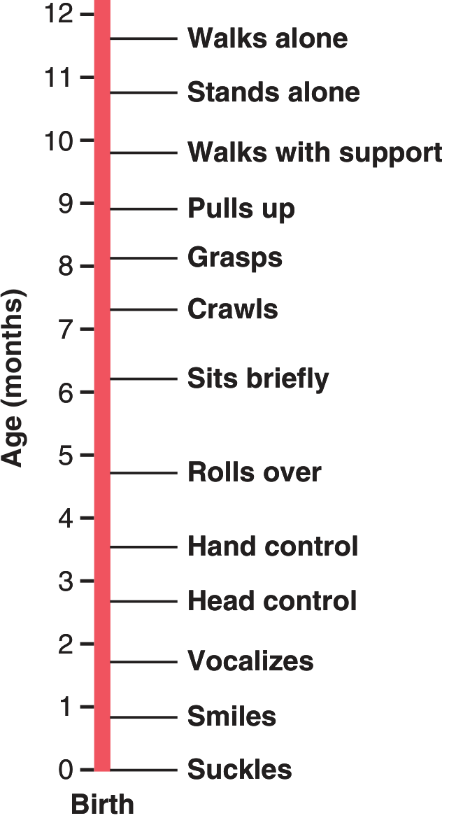 Developmental milestones in the first year of life