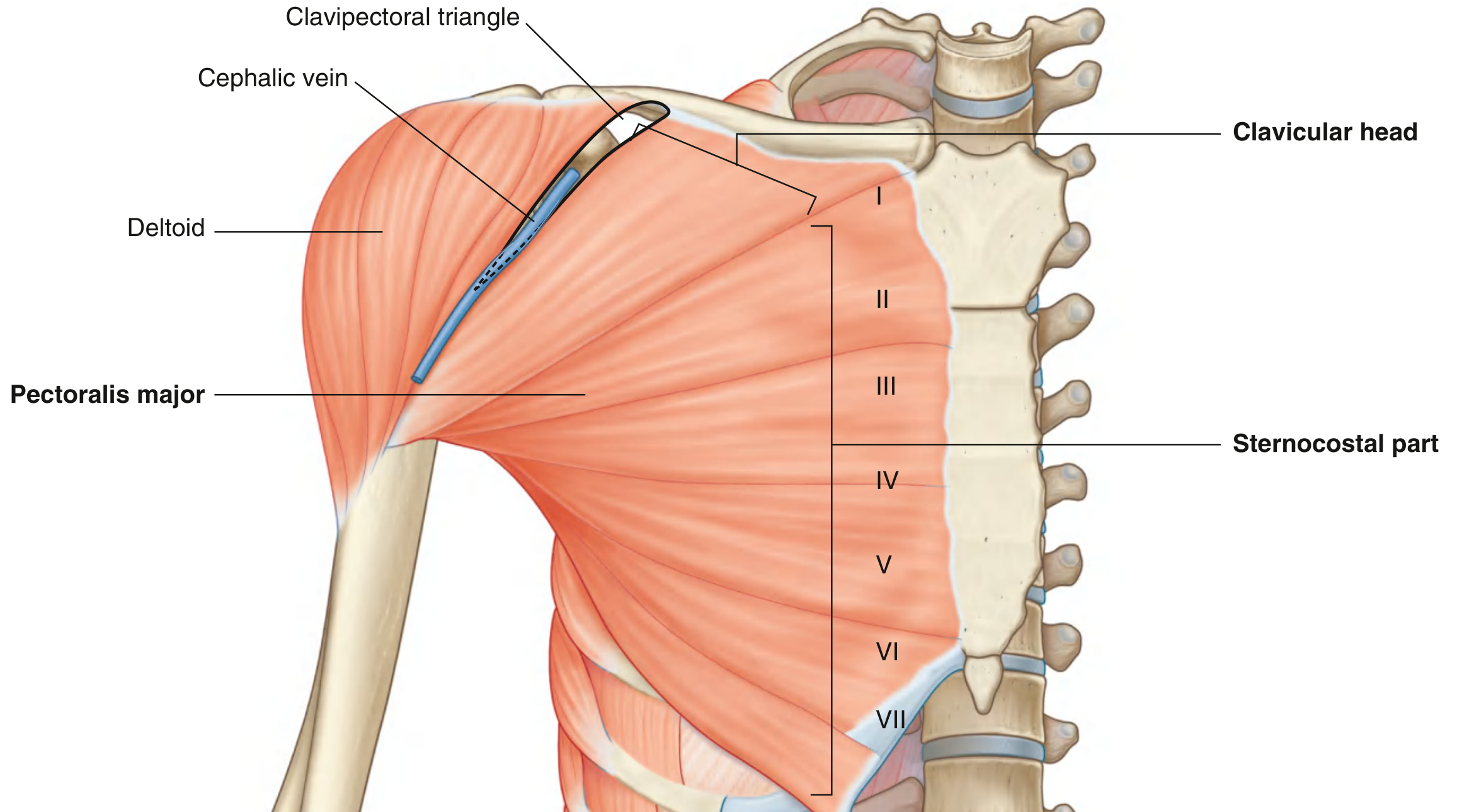 Pectoralis major clavicular head and sternocostal part with rib levels
