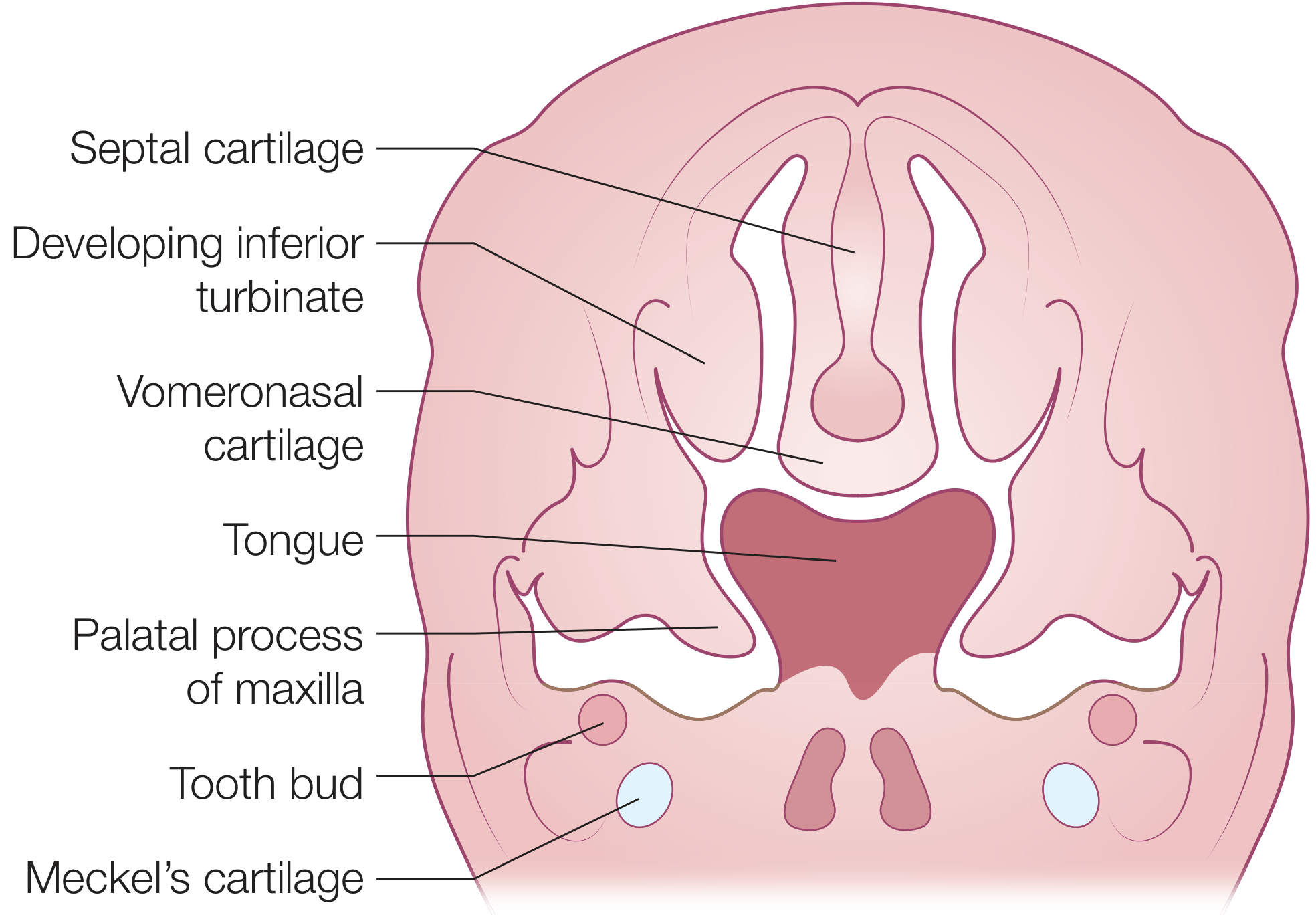 Developing palate cross section - nasal septum, turbinates, palatal shelves, tongue position