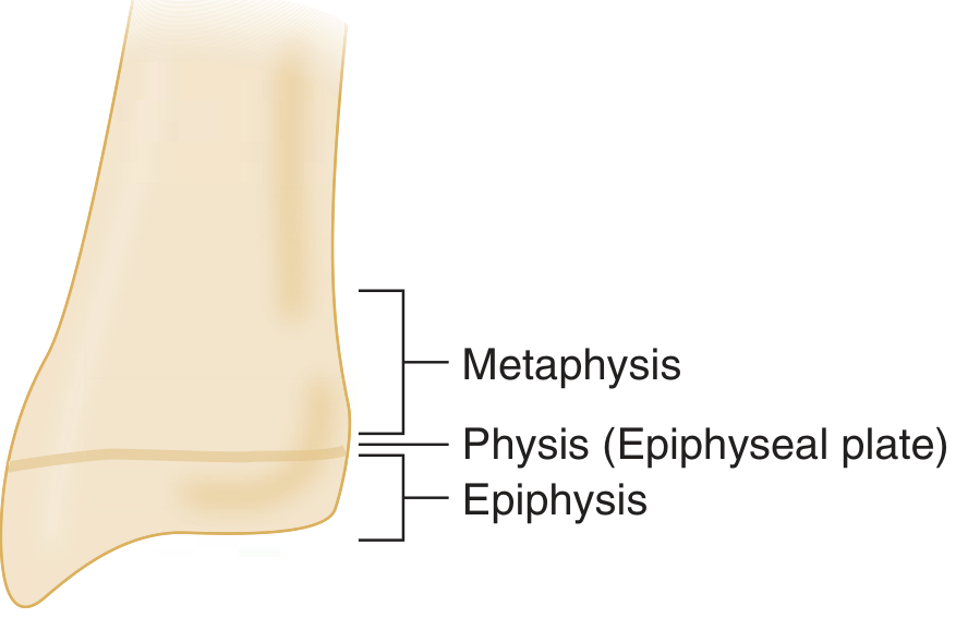 Epiphysis anatomy showing the relationship between metaphysis, physis (epiphyseal plate), and epiphysis