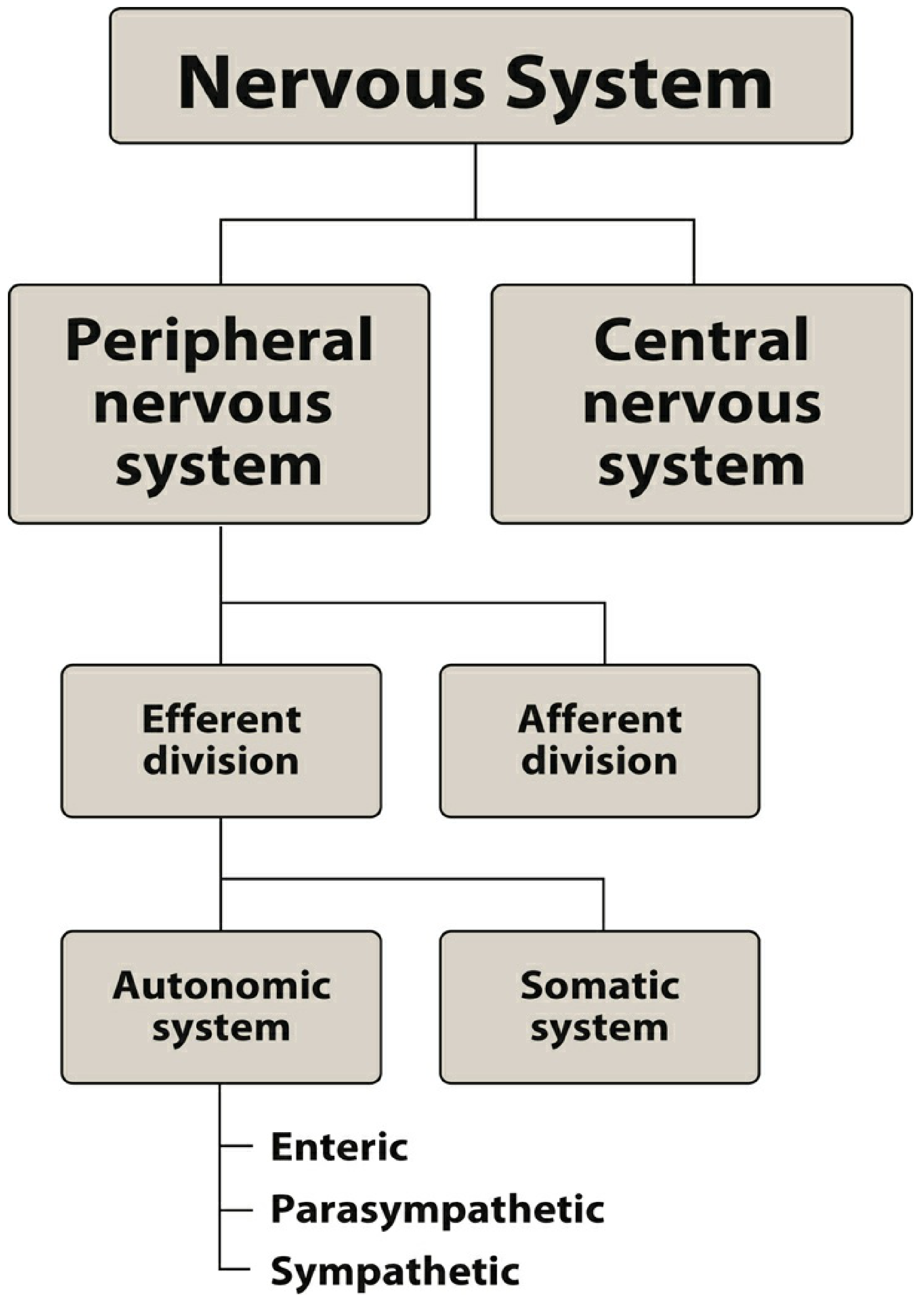 Nervous system organization chart - CNS, PNS, autonomic, somatic divisions