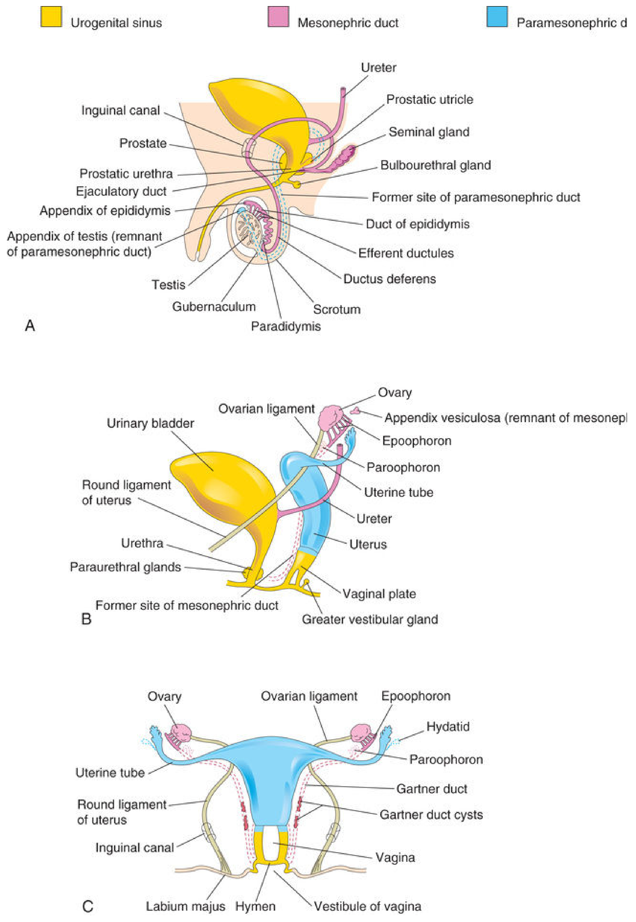 Male reproductive tract development showing tubules connected to testes