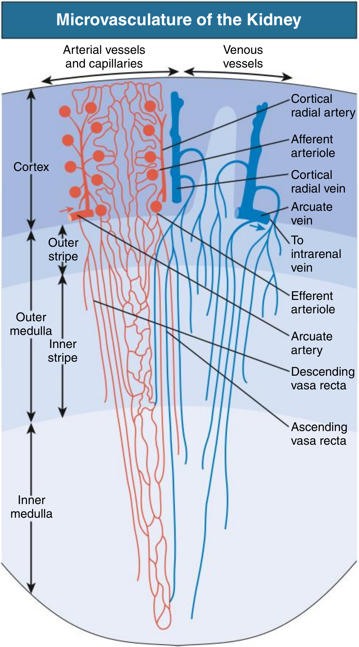 Microvasculature of the Kidney - showing cortex, outer medulla (outer and inner stripe), and inner medulla with afferent/efferent arterioles, vasa recta