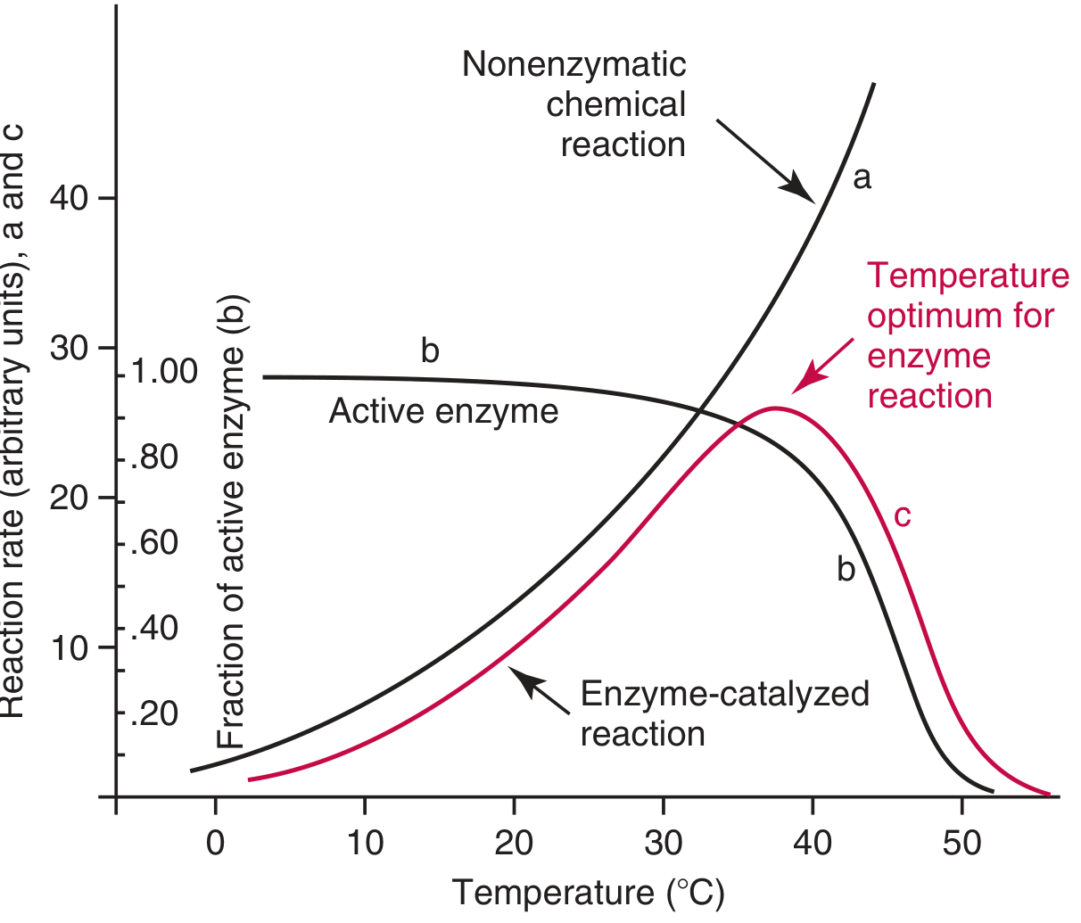 Temperature effects on enzyme-catalyzed vs. non-enzymatic reactions - showing bell-shaped curve with temperature optimum around 37-40°C for the enzyme-catalyzed reaction, while non-enzymatic reaction continues to rise