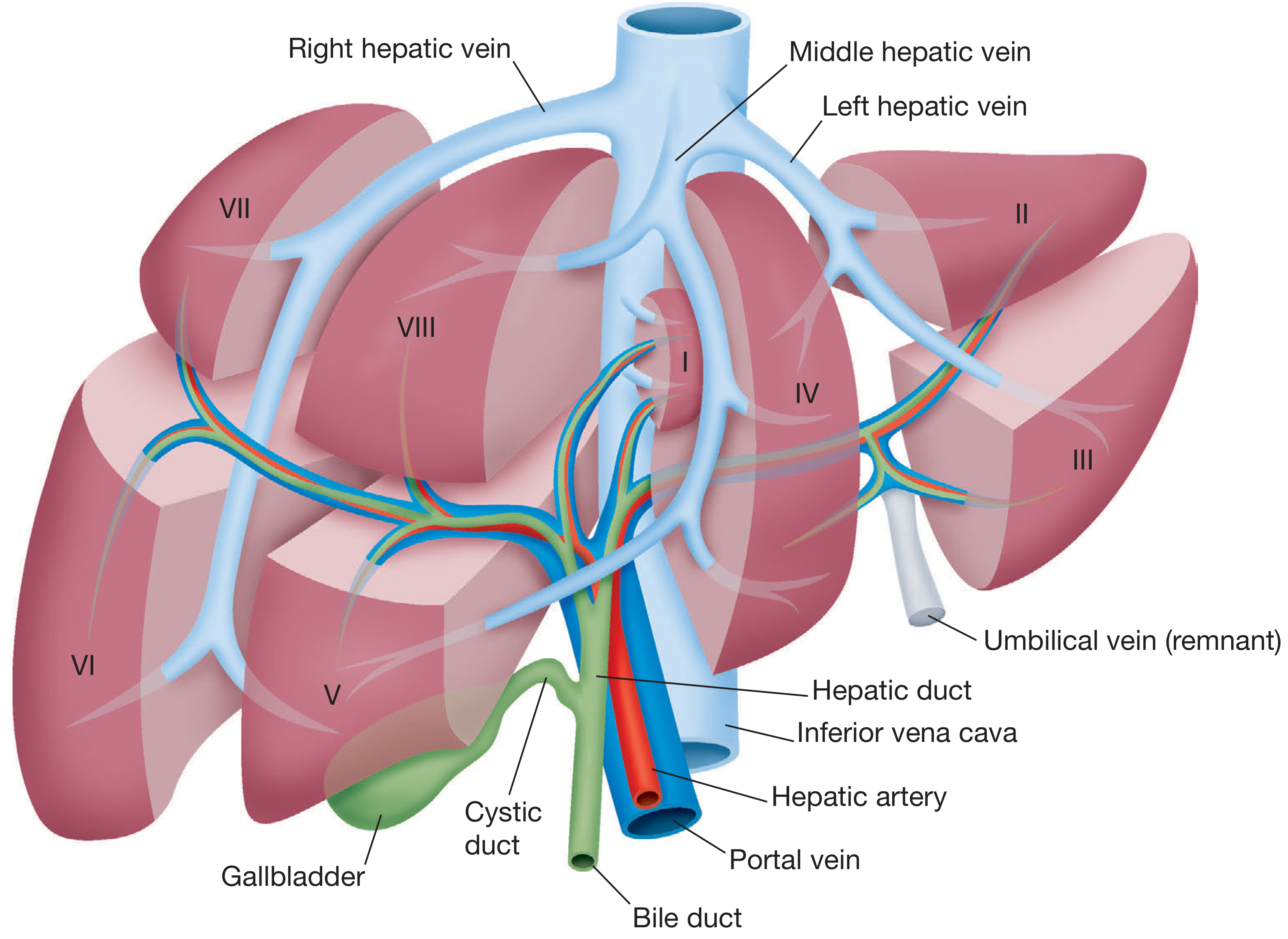 Couinaud's 8 liver segments with hepatic veins (right, middle, left), portal vein, hepatic artery, bile duct, IVC, and gallbladder - Bailey & Love's Surgery