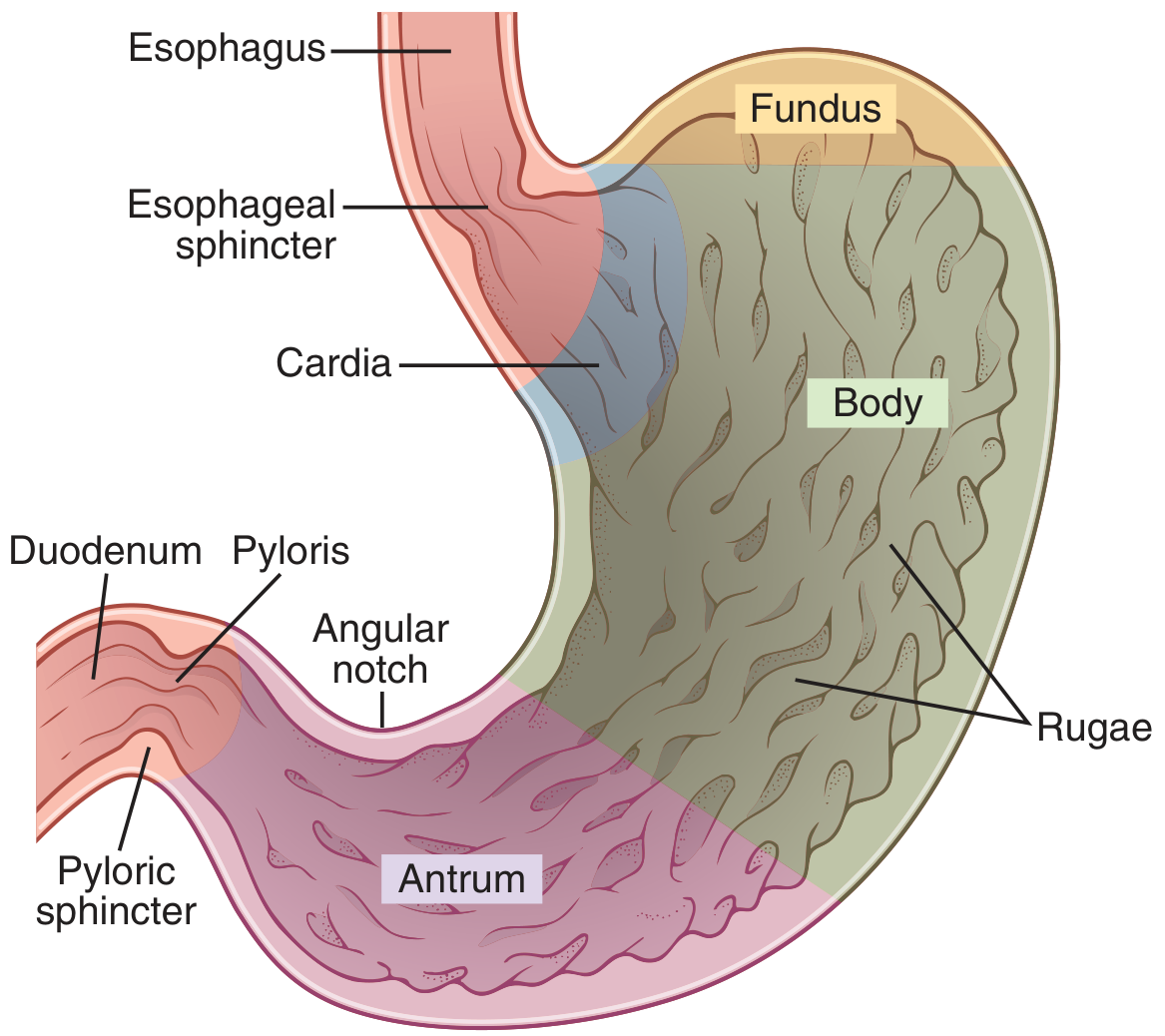 Physiological anatomy of the stomach showing fundus, body, antrum, pyloric sphincter, and rugae