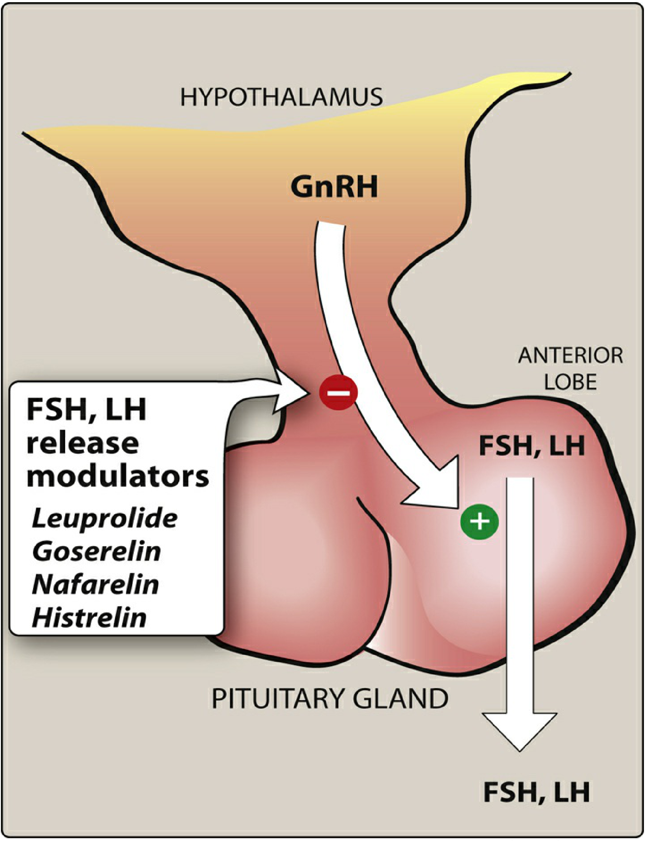 Figure 23.5 - GnRH agonists (Leuprolide, Goserelin, Nafarelin, Histrelin) act at the pituitary to suppress FSH and LH release