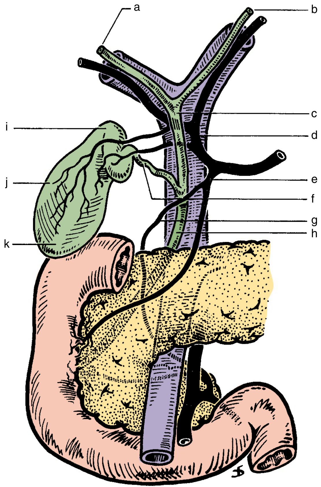 Extrahepatic Biliary Anatomy - Gallbladder Parts