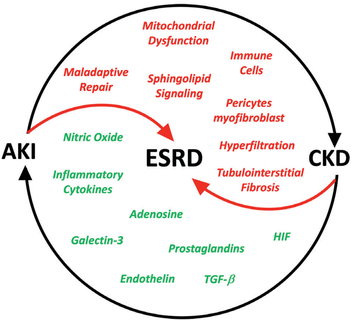 AKI-CKD-ESRD vicious cycle diagram showing maladaptive repair, tubulointerstitial fibrosis, hyperfiltration, pericyte/myofibroblast activation, and key mediators (TGF-β, HIF, inflammatory cytokines, nitric oxide)