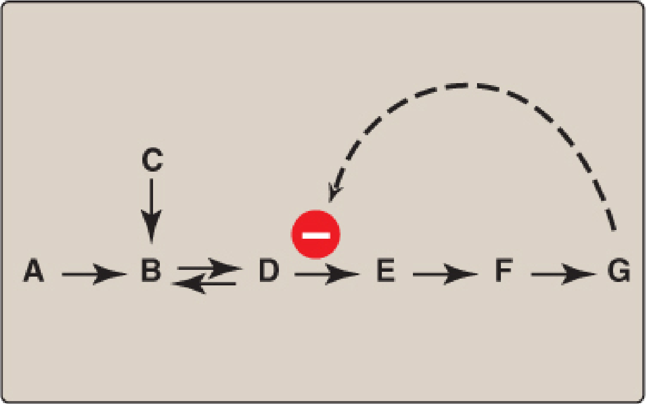 Feedback inhibition of a metabolic pathway: end product G loops back to inhibit the first committed step