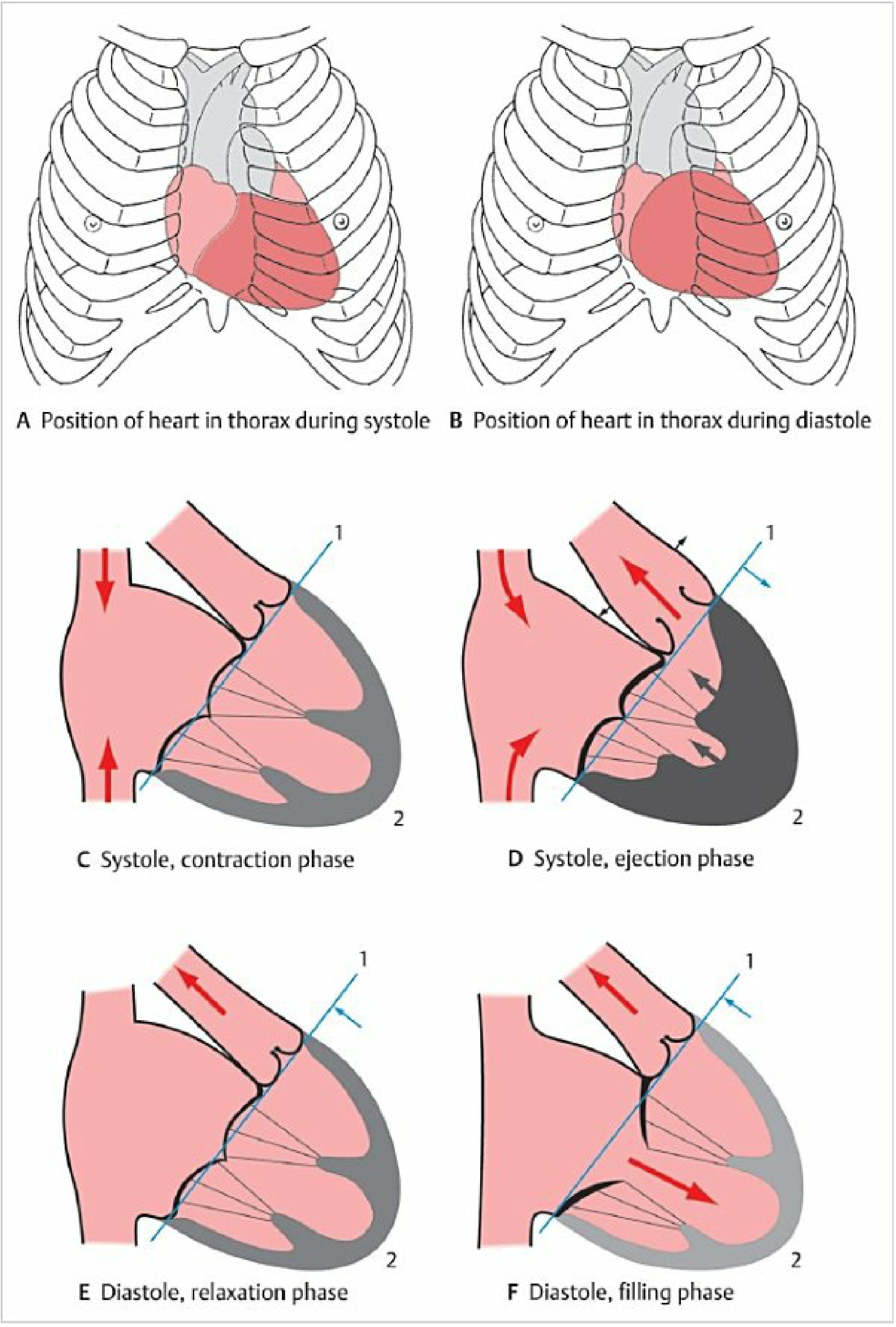 Diagram of the heart during systole contraction phase (C), ejection phase (D), diastole relaxation phase (E), and filling phase (F)