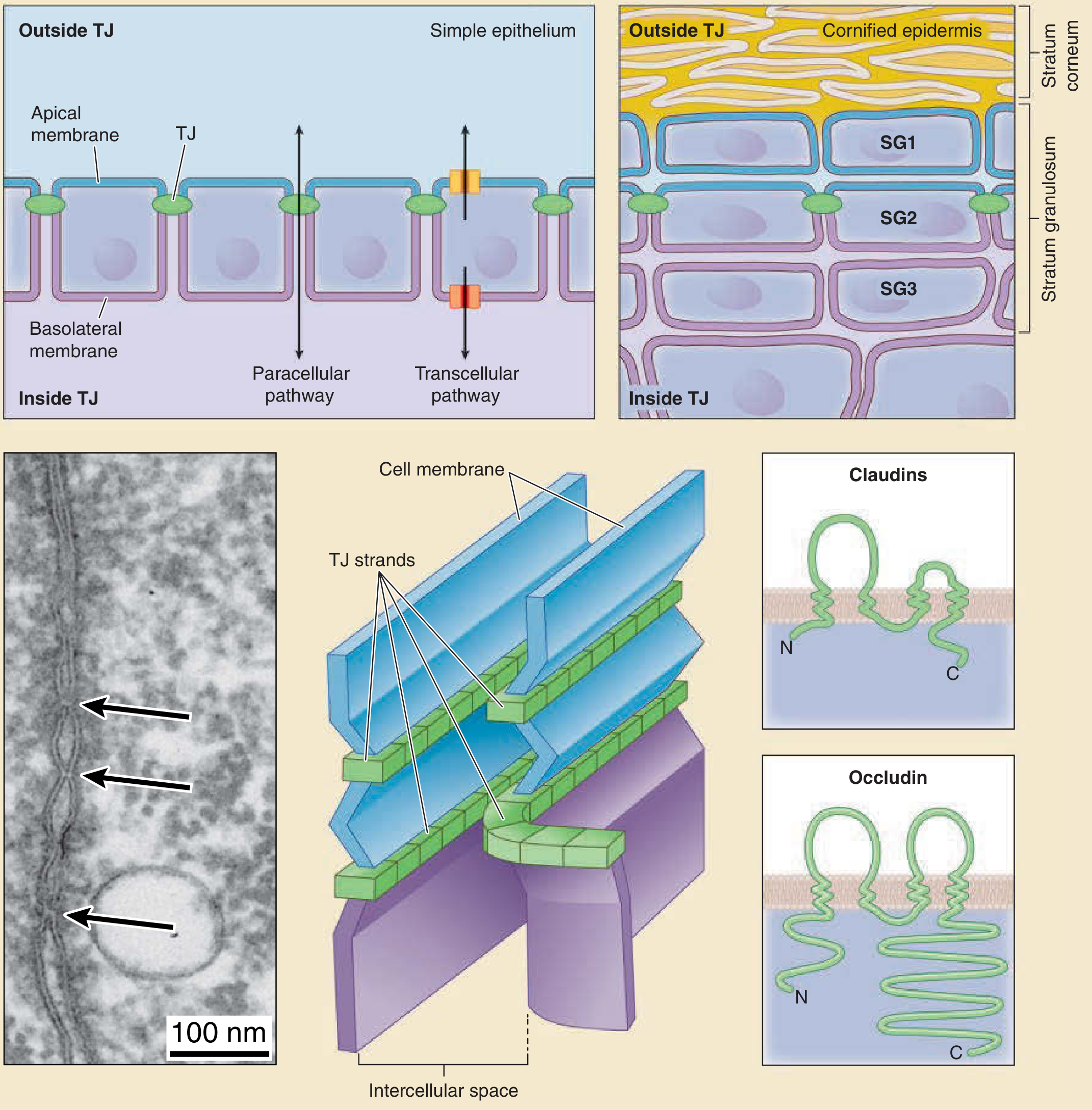 Tight junction barrier in simple and stratified epithelial sheets, showing the apical/basolateral division, TJ strands, claudin, and occludin molecular structure
