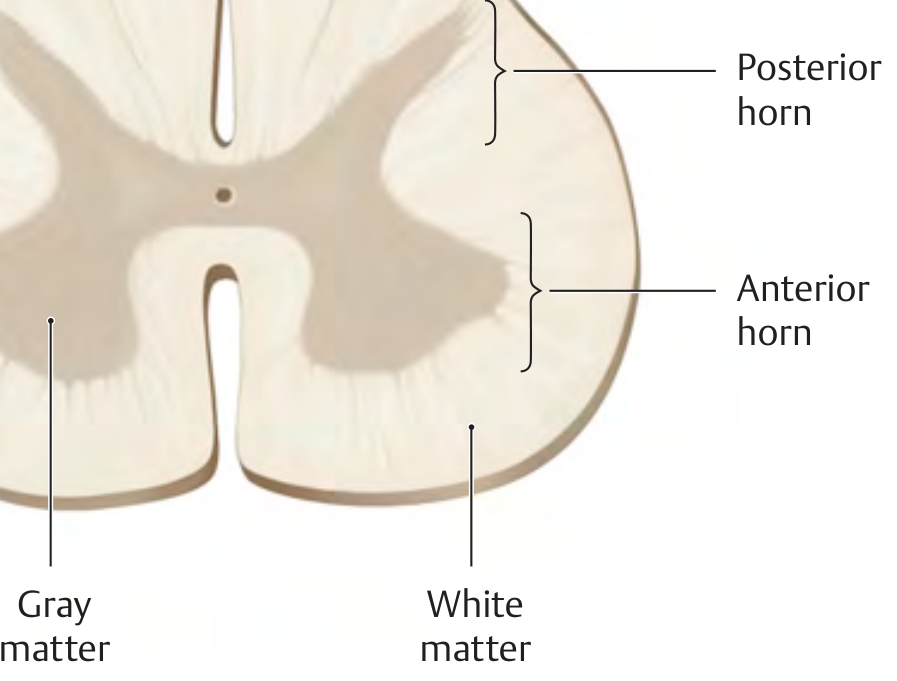 Spinal cord cross section showing gray matter, white matter, anterior horn, and posterior horn