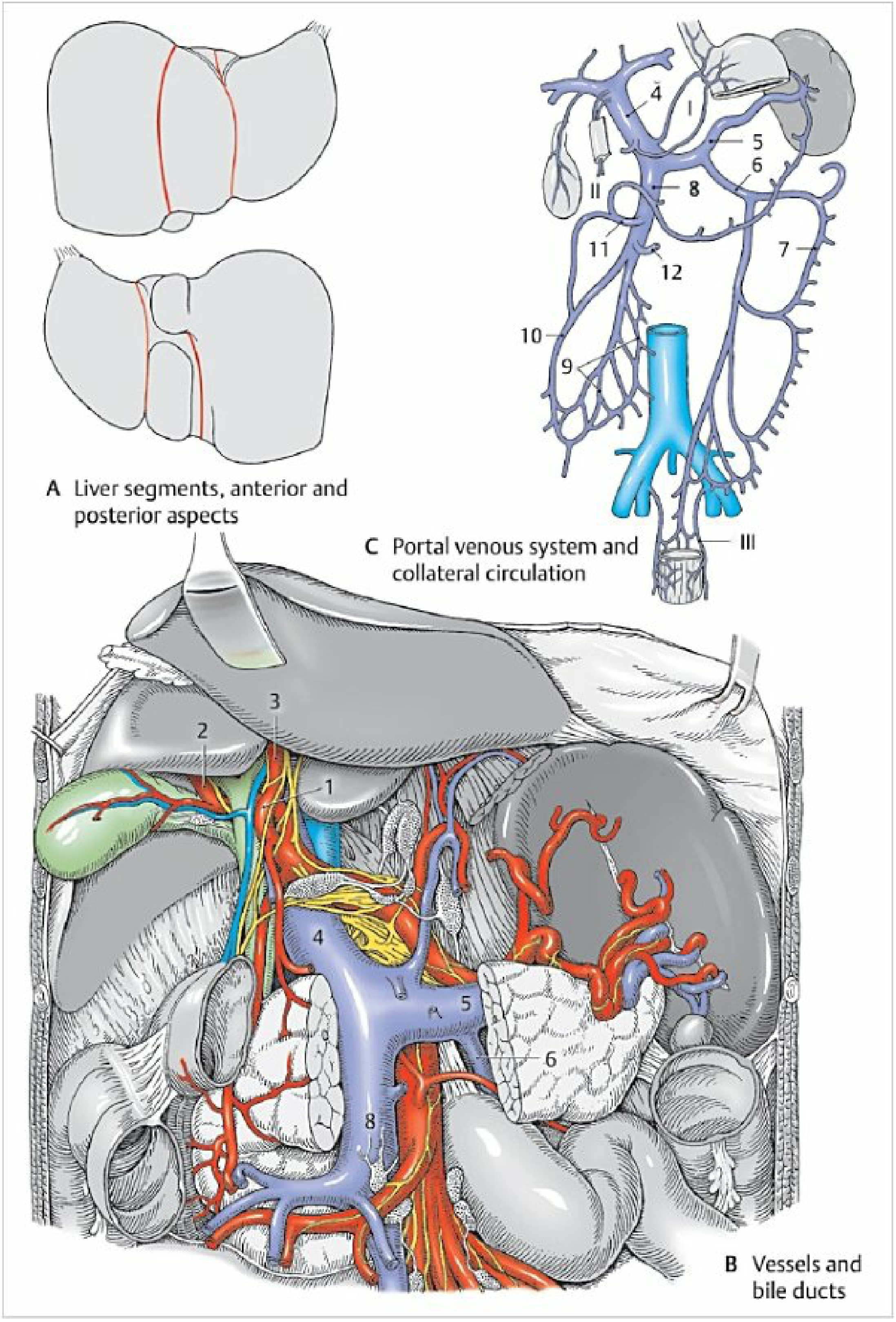 Portal venous system and collateral circulation diagram - Color Atlas of Human Anatomy