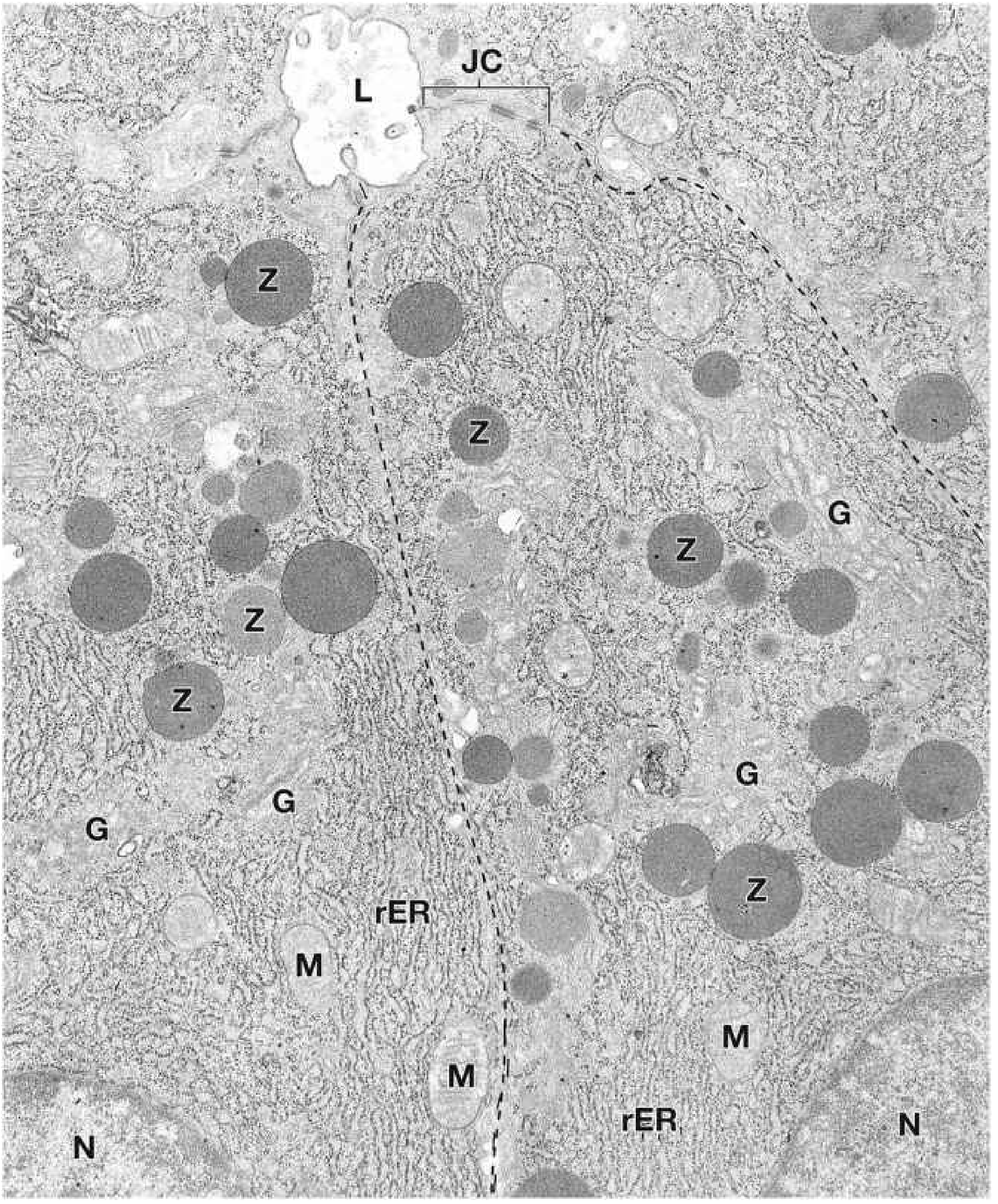 Electron micrograph of pancreatic acinar cells - Z = zymogen granules, rER, G = Golgi