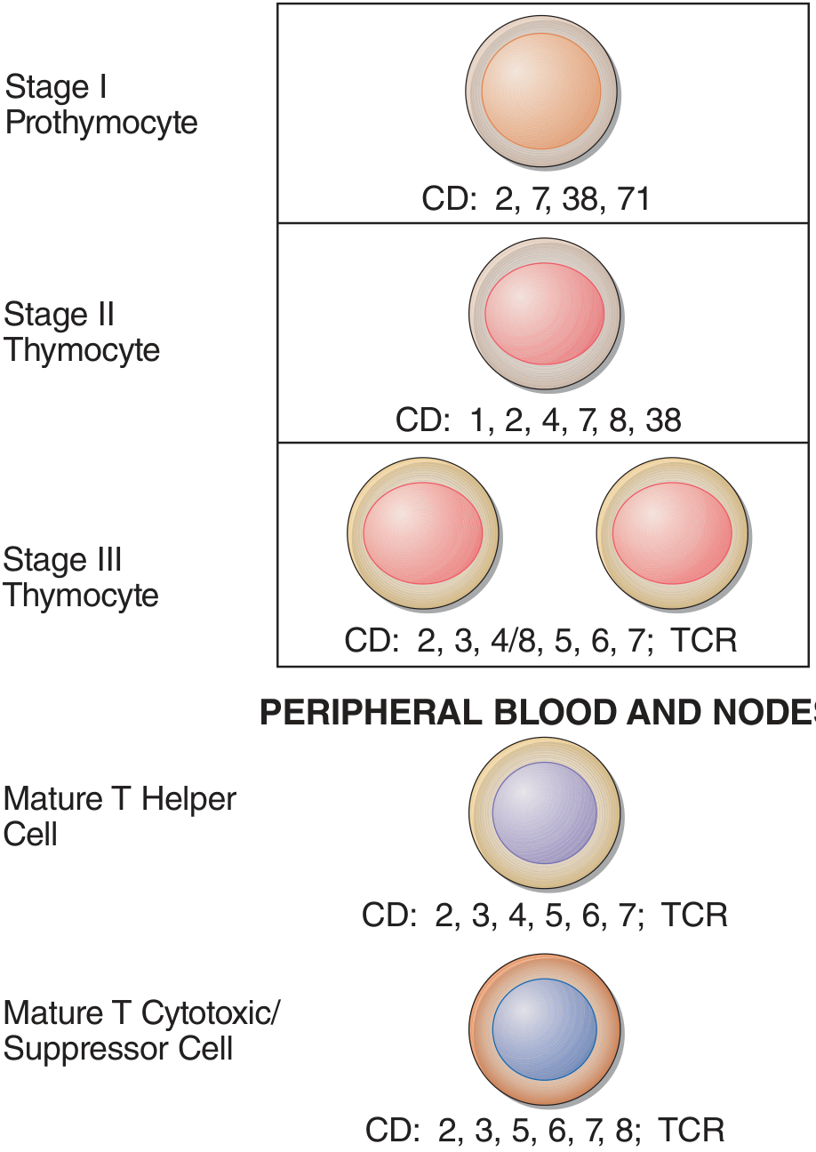 T-cell differentiation pathway showing CD markers at each stage