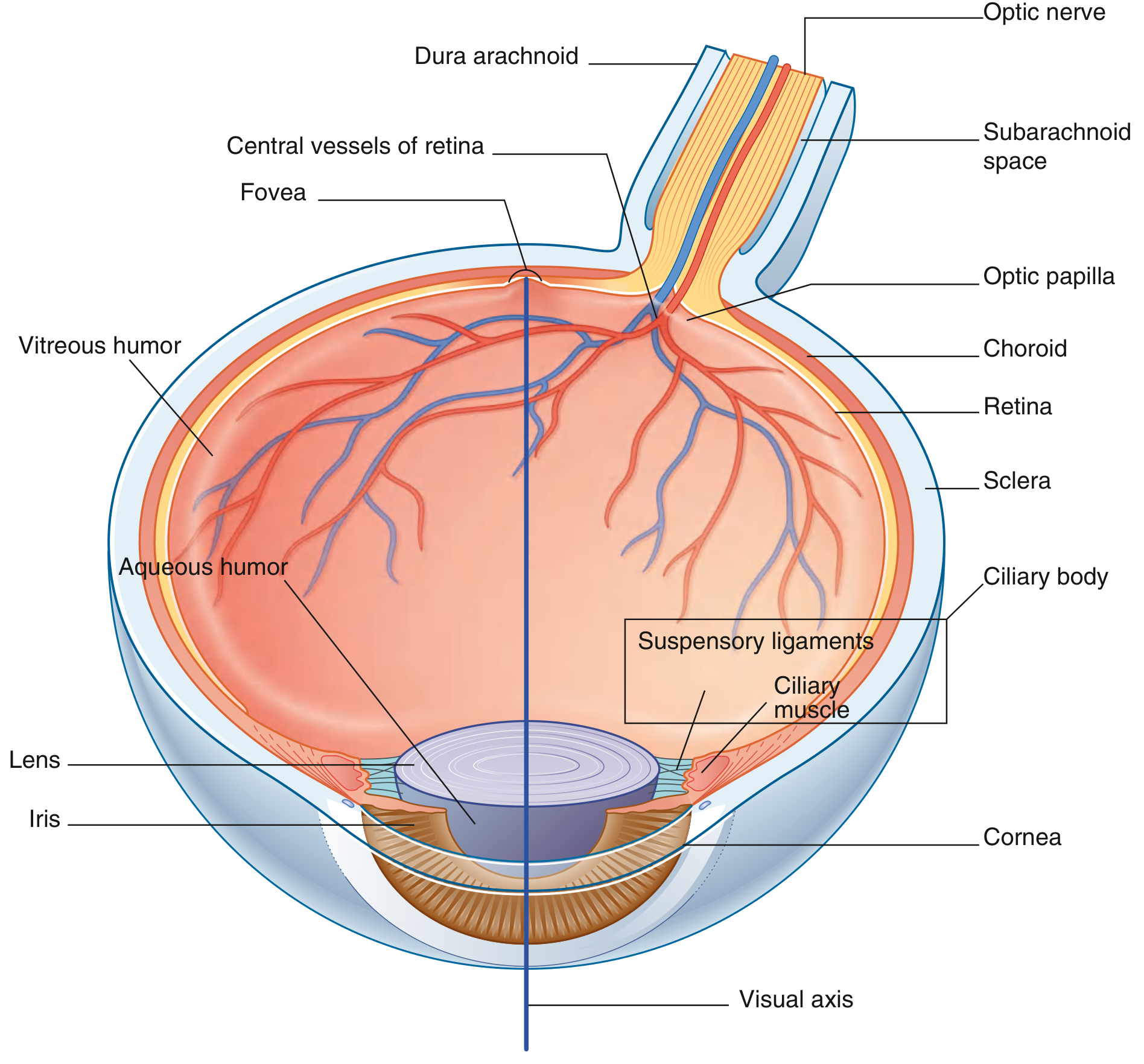 Cross-section of the eyeball showing all major labeled structures
