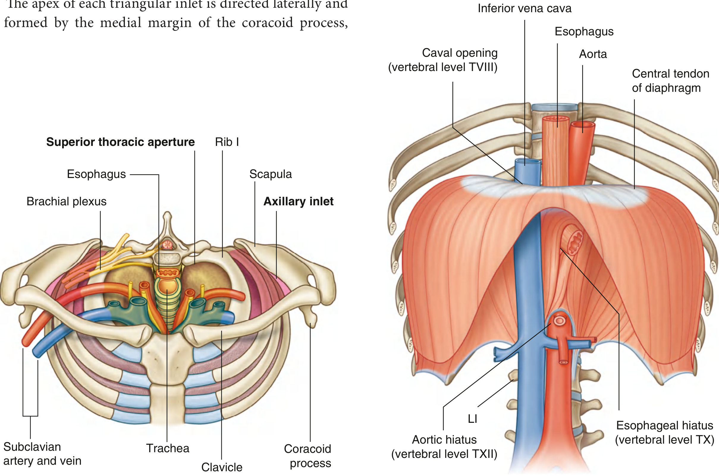 Diaphragm Openings - IVC, Esophageal Hiatus, Aortic Hiatus