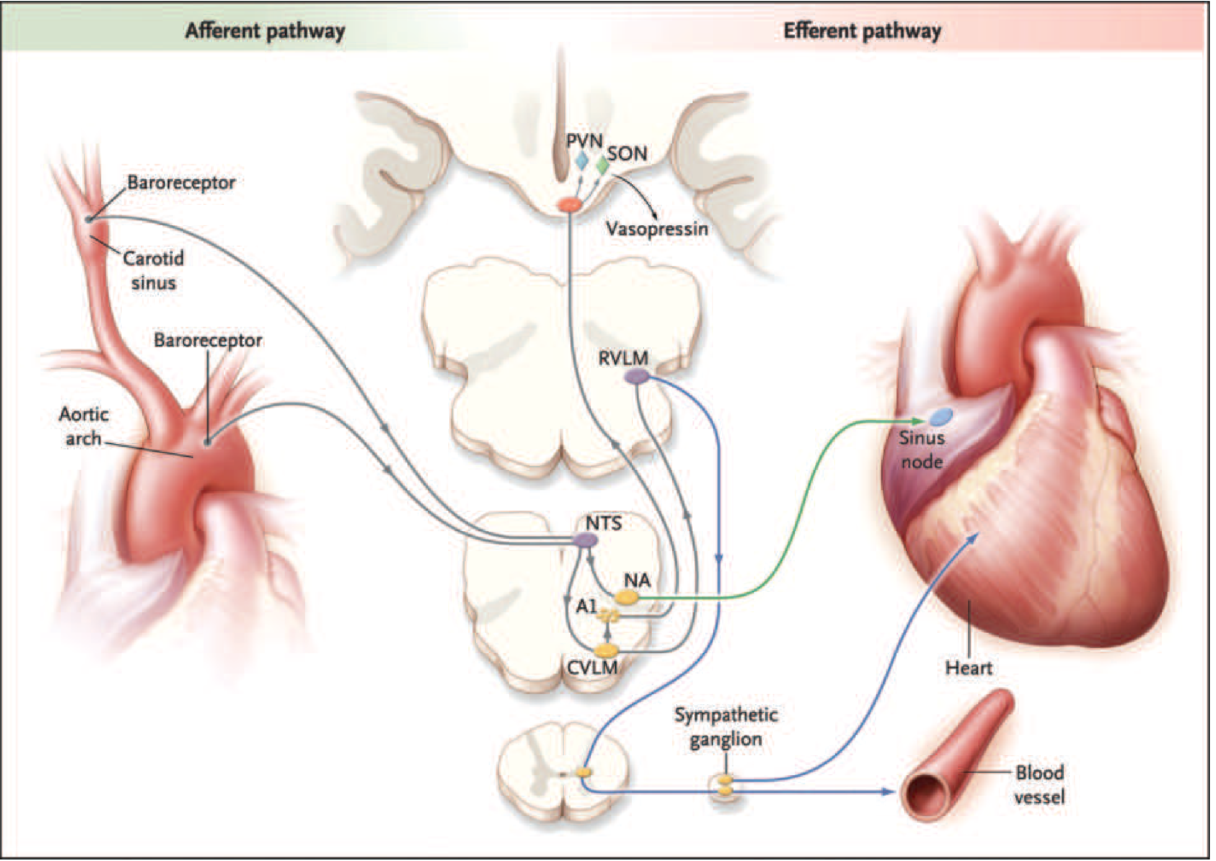 Vasovagal reflex arc: afferent baroreceptors from the carotid sinus and aortic arch relay to the NTS, which projects to the NA (vagal outflow) and CVLM/RVLM (sympathetic modulation)
