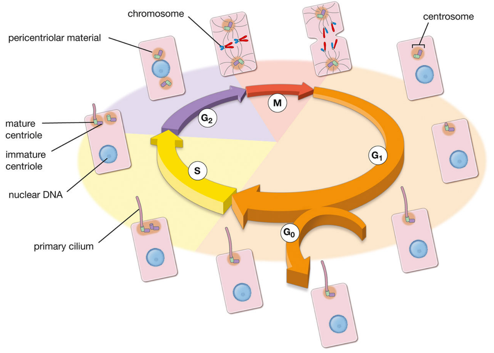 Centrosome duplication linked to the cell cycle, showing G1/G0 primary cilium formation, S phase centriole budding, G2 maturation, and M phase spindle pole separation
